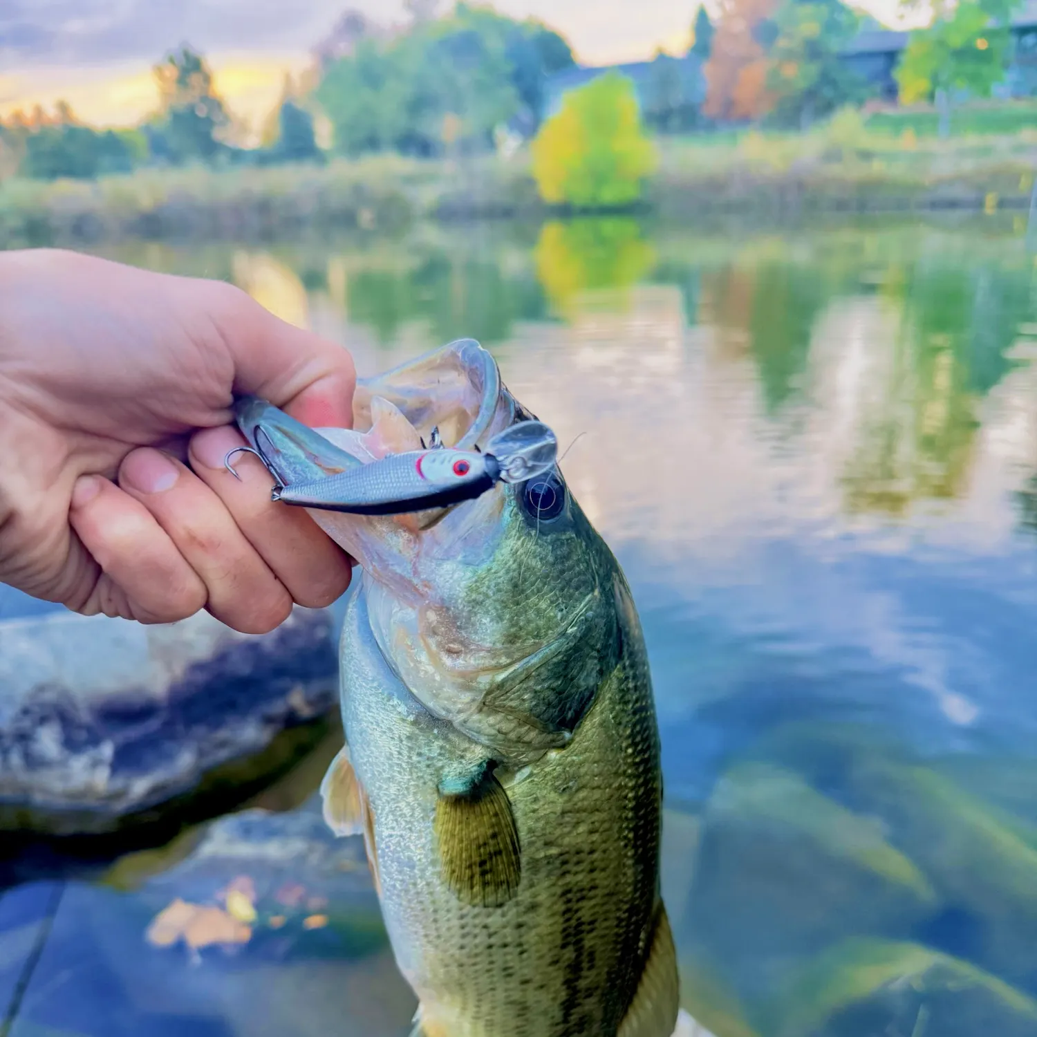 Largemouth bass caught on Fishbrain