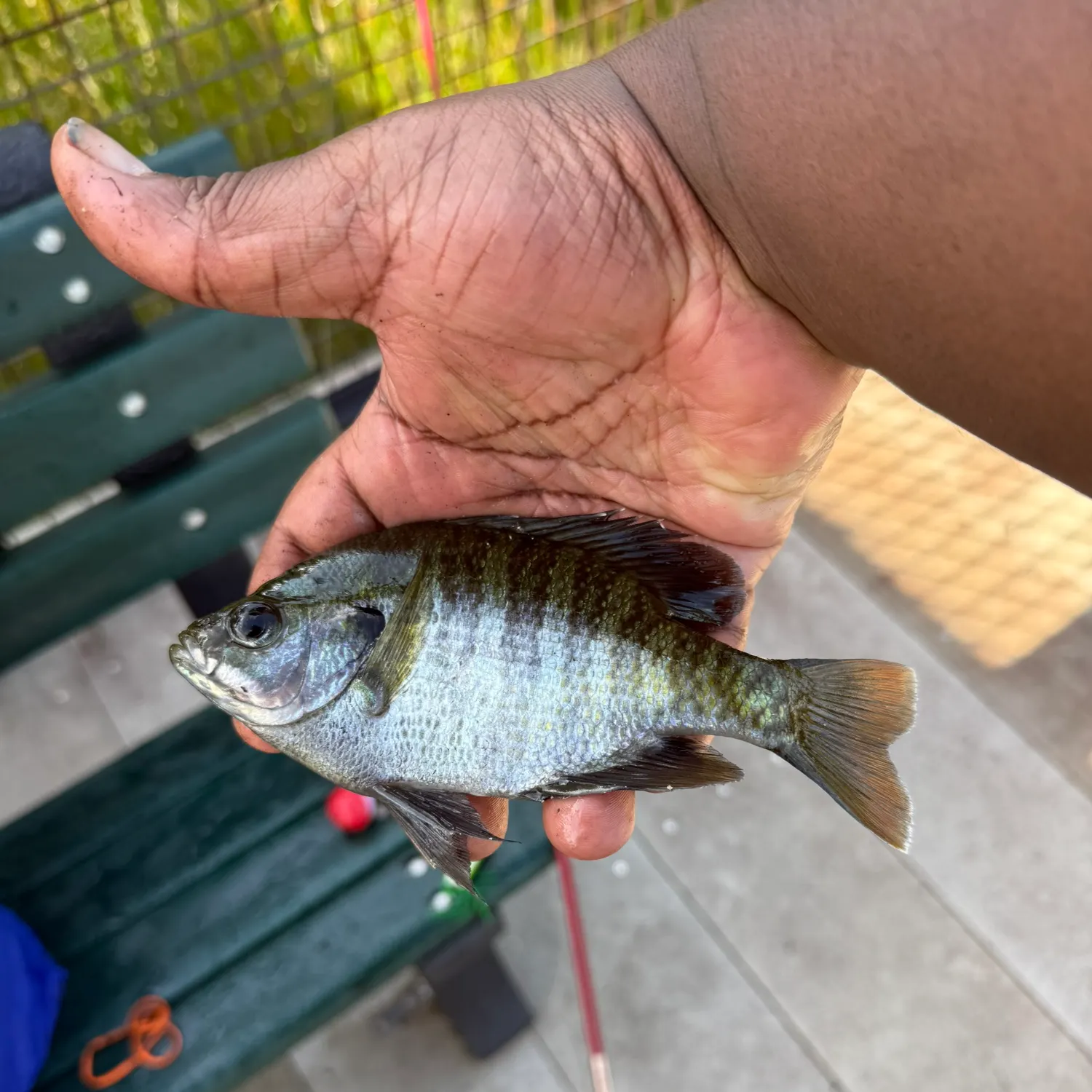 Bluegill caught on Fishbrain