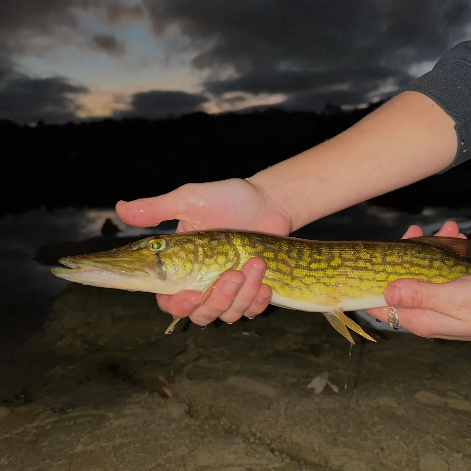 Chain pickerel caught on Fishbrain