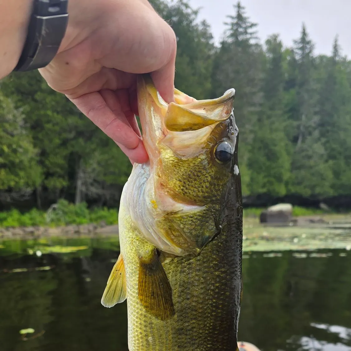Largemouth bass caught on Fishbrain