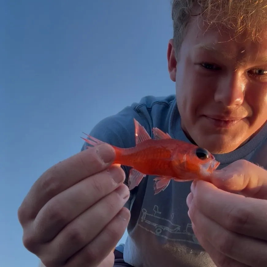 The most recent Mediterranean cardinalfish catches on Fishbrain