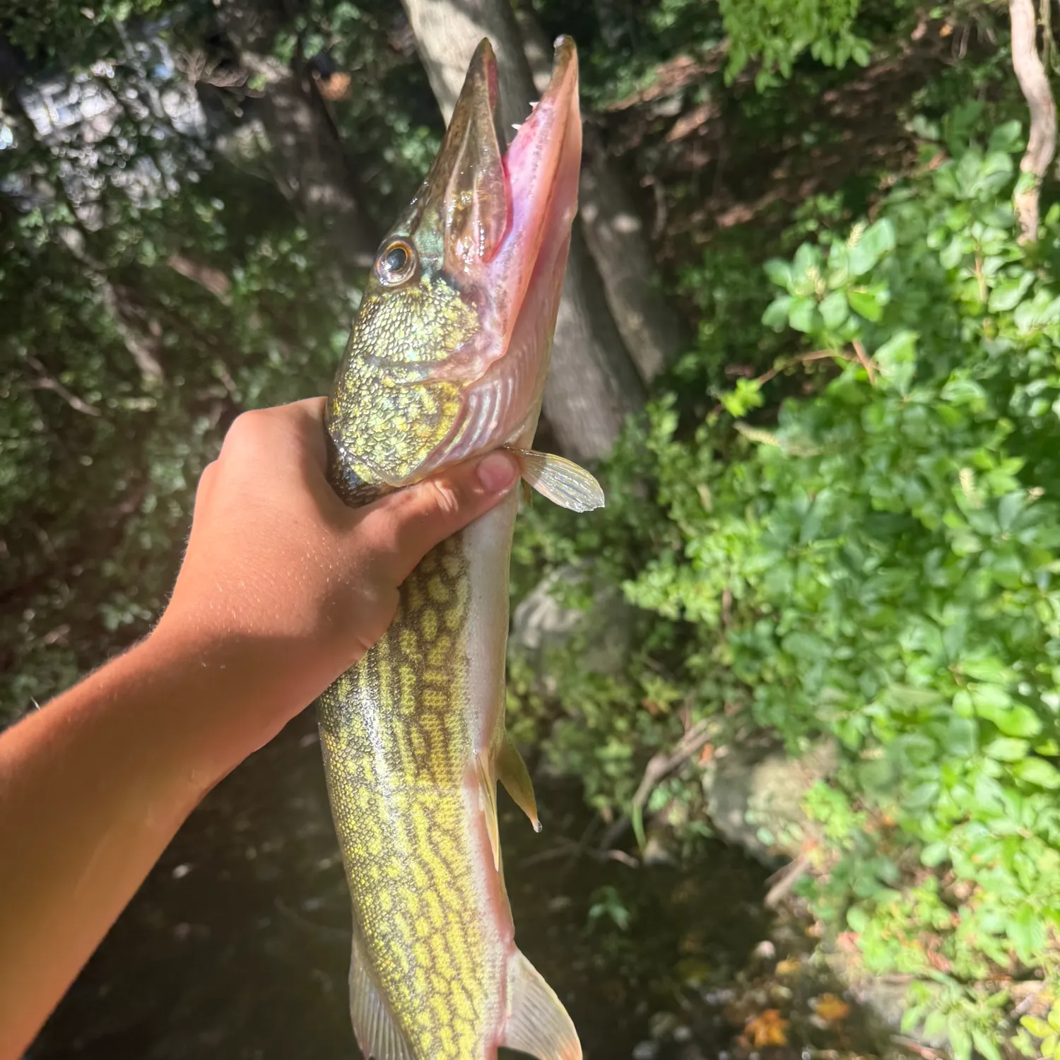 Chain pickerel caught on Fishbrain