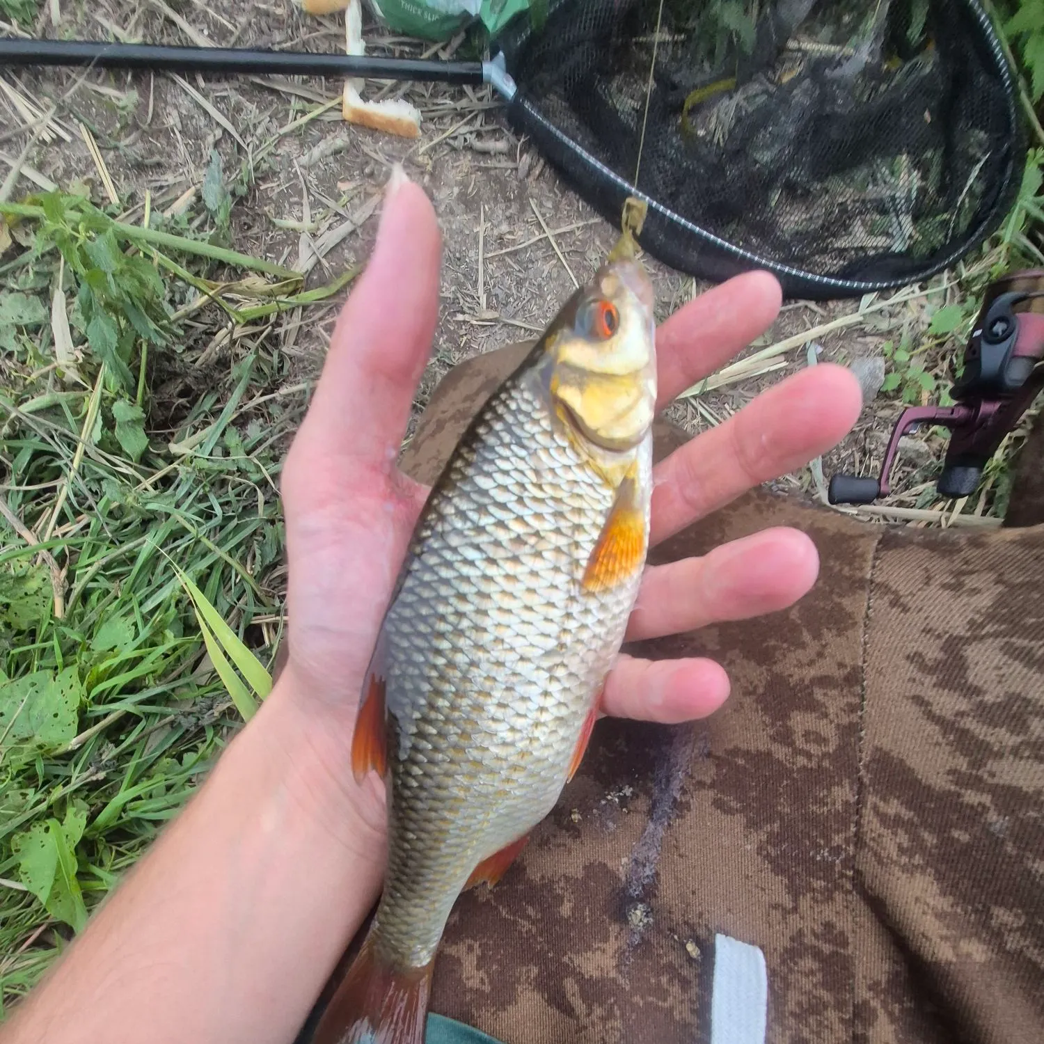 Common roach caught on Fishbrain