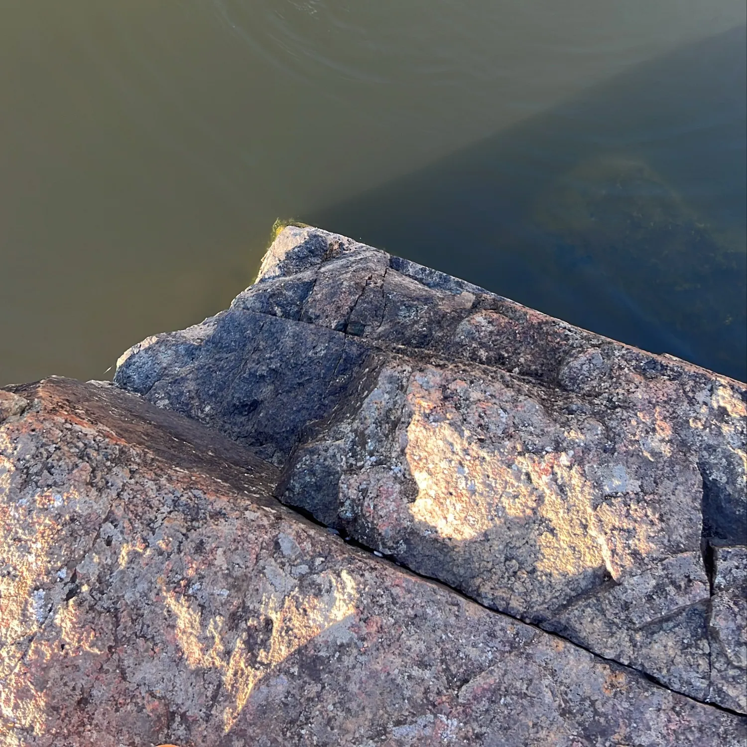 The most recent Northwestern pond turtle catches on Fishbrain