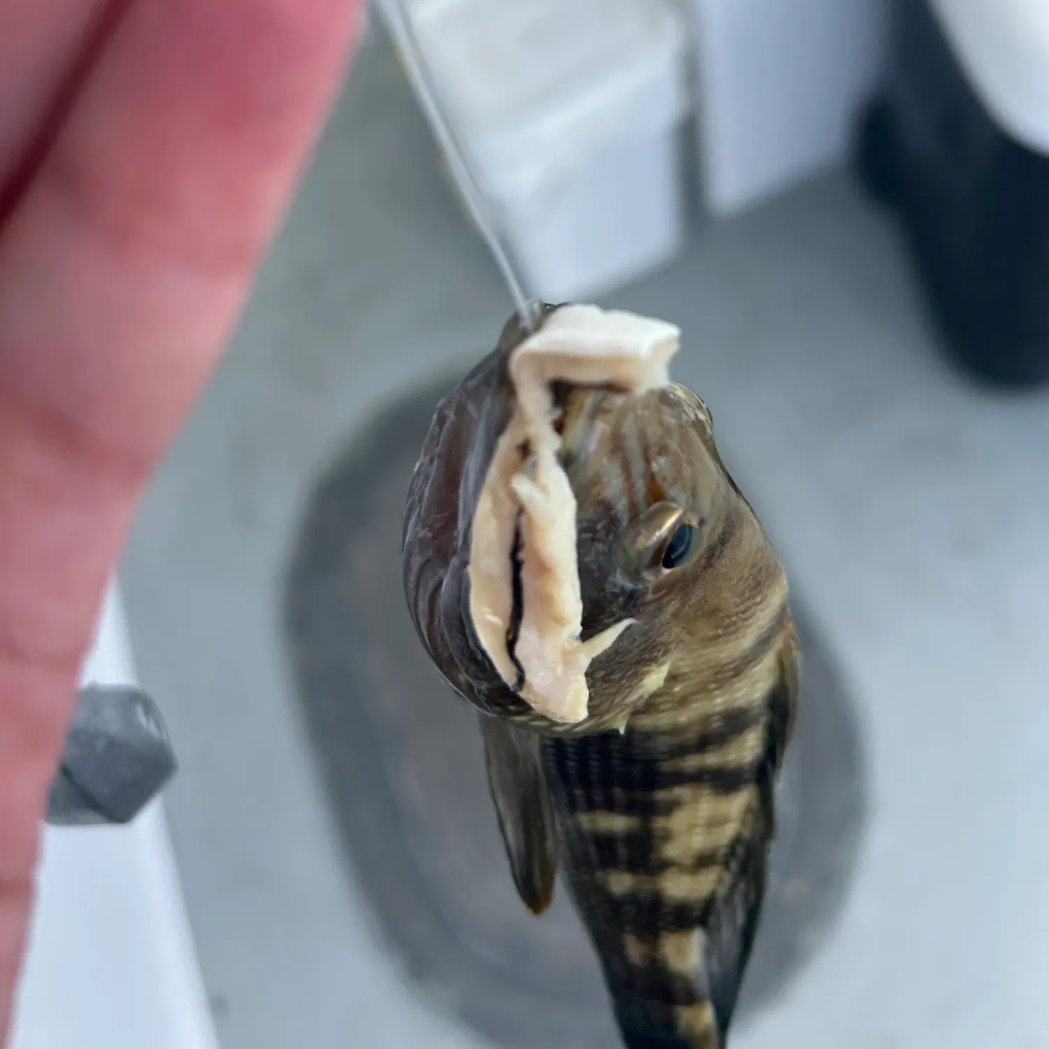 Black sea bass caught on Fishbrain