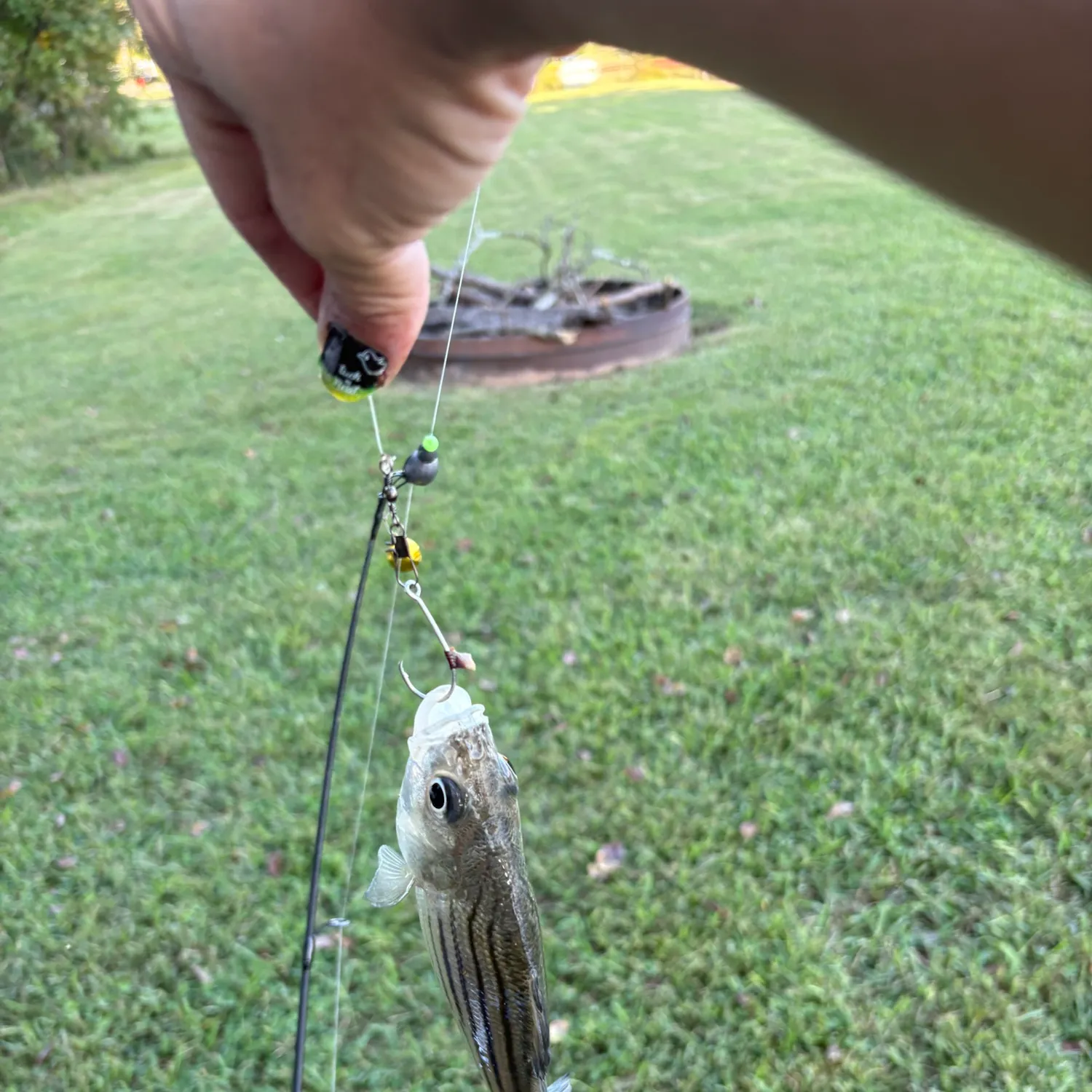 Striped bass caught on Fishbrain