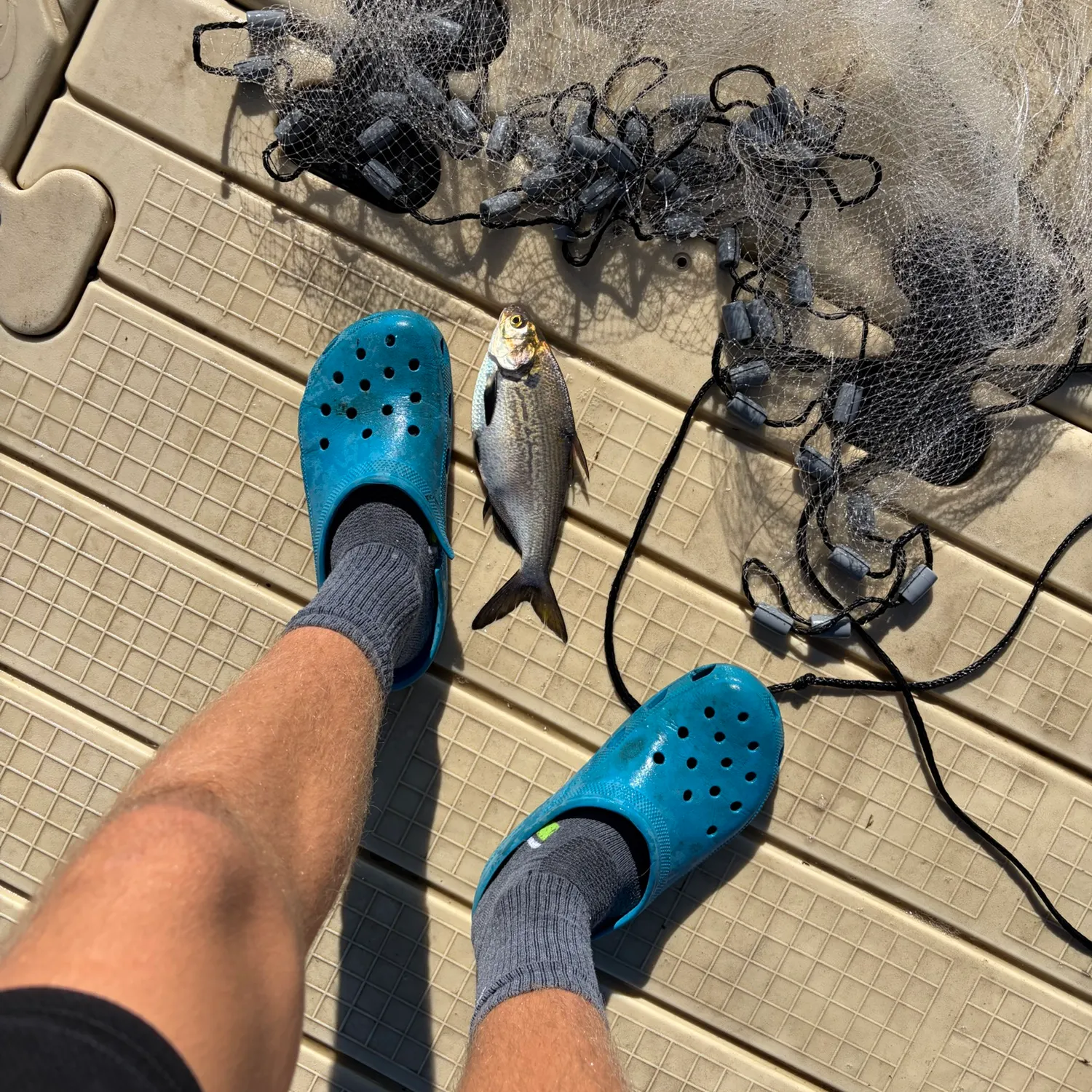 American gizzard shad caught on Fishbrain