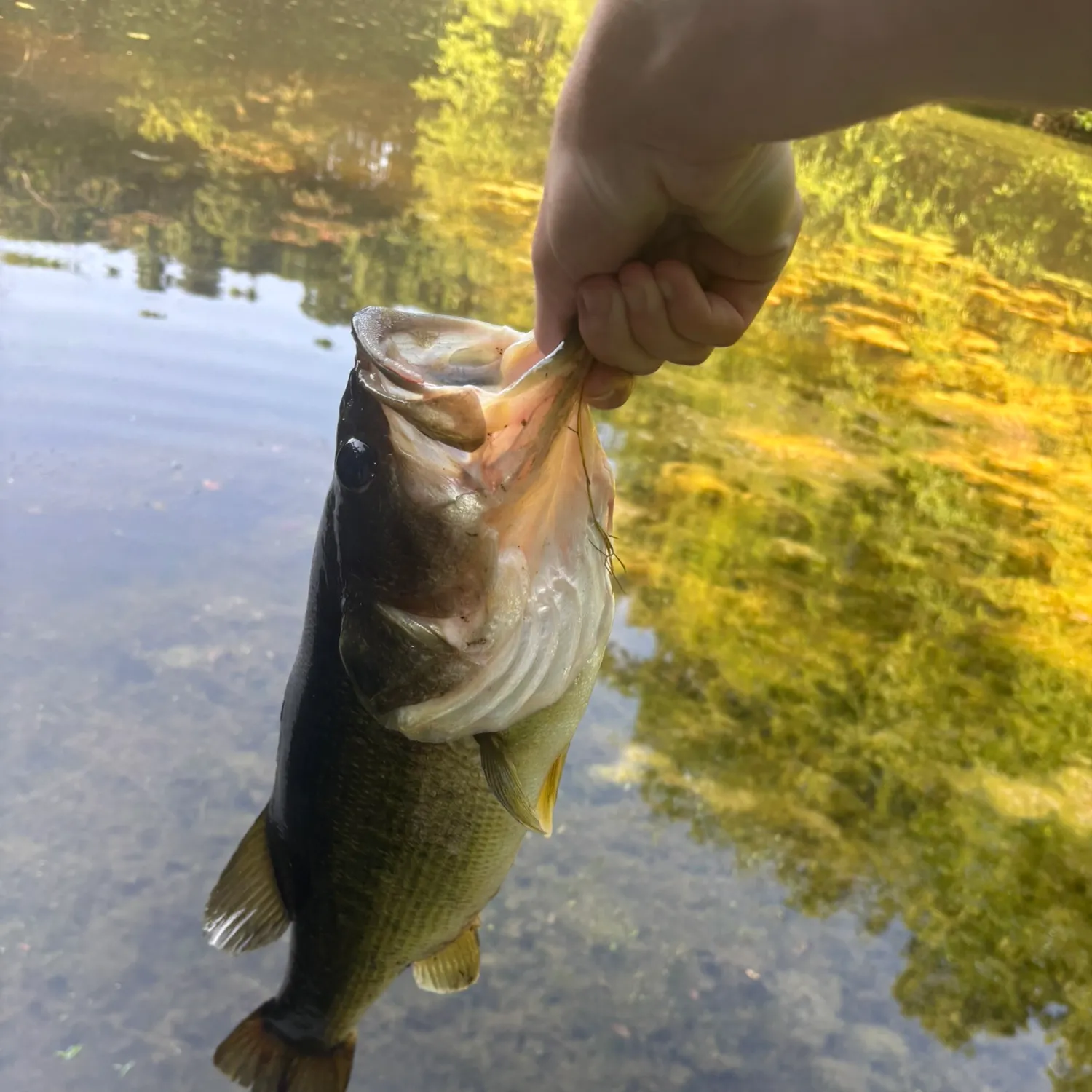 Largemouth bass caught on Fishbrain