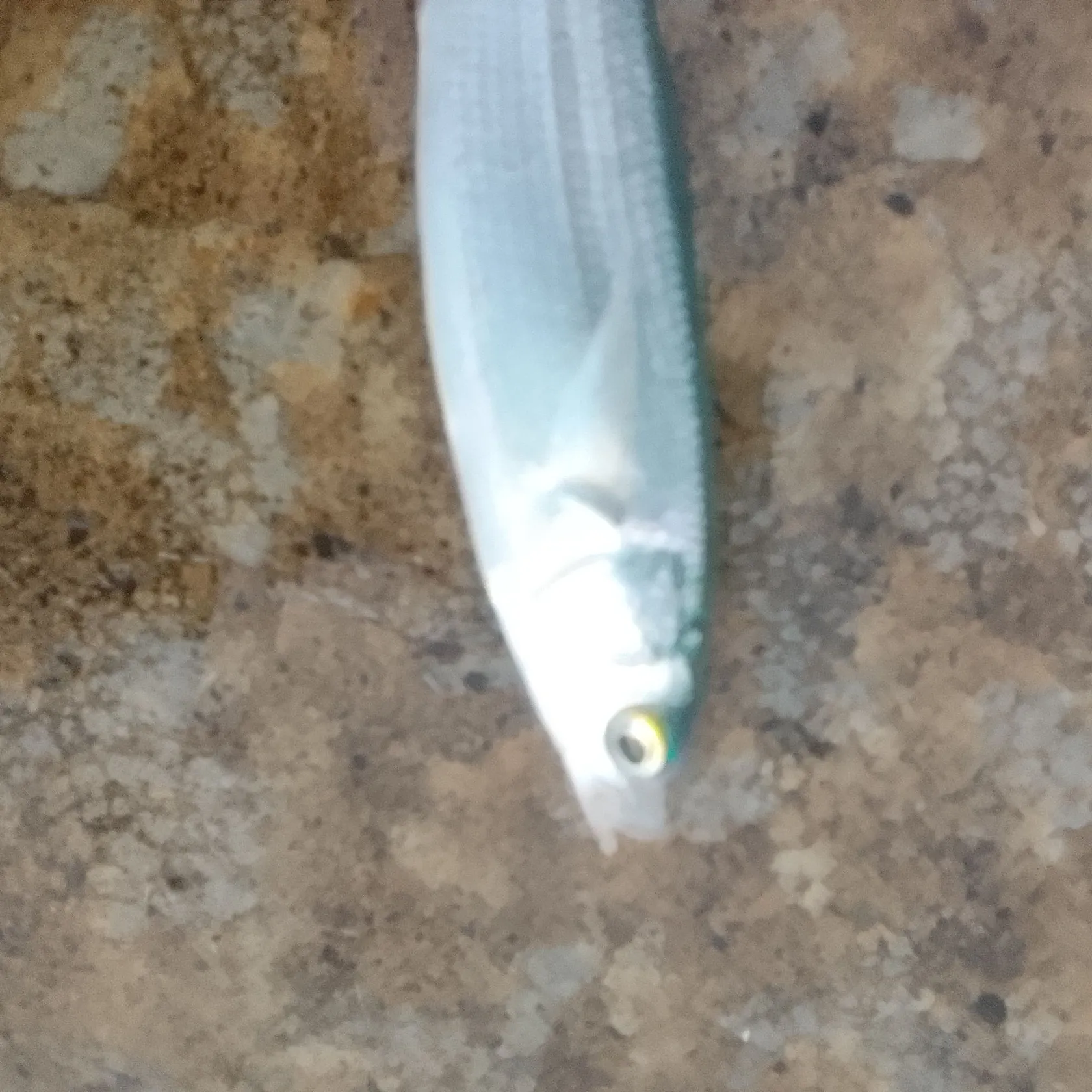 The most recent Yellow-eye mullet catches on Fishbrain