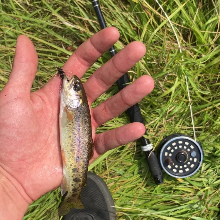 Rainbow trout caught on Fishbrain