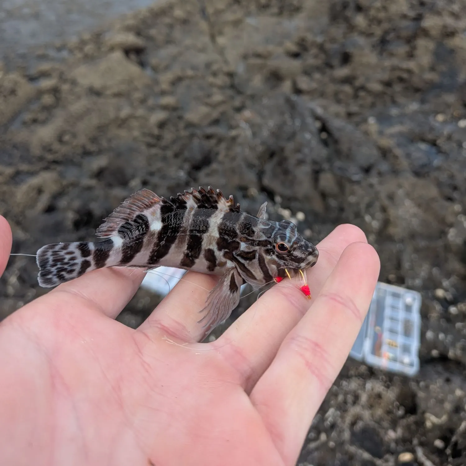 The most recent Giant hawkfish catches on Fishbrain