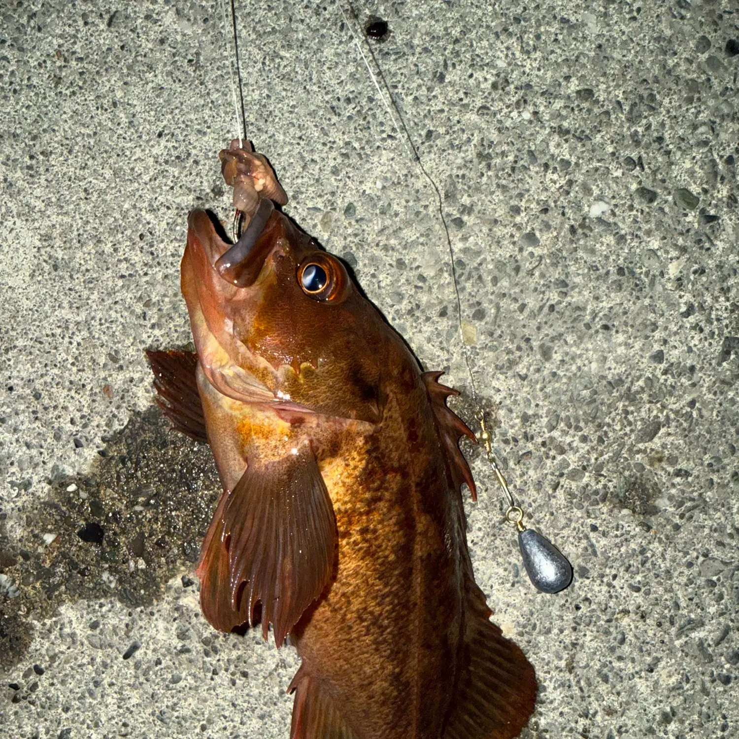 Copper rockfish caught on Fishbrain