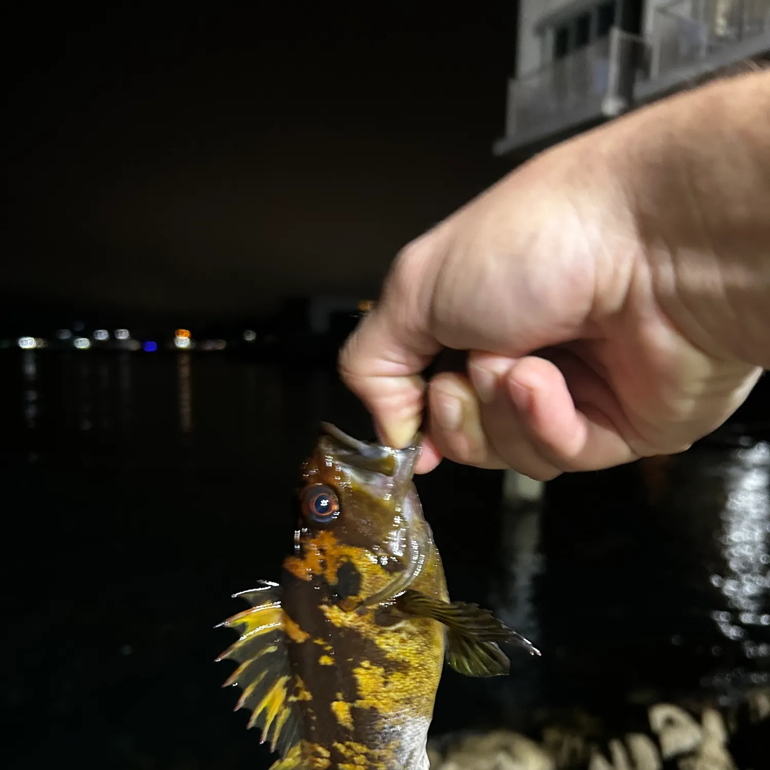 The most recent Black and yellow rockfish catches on Fishbrain