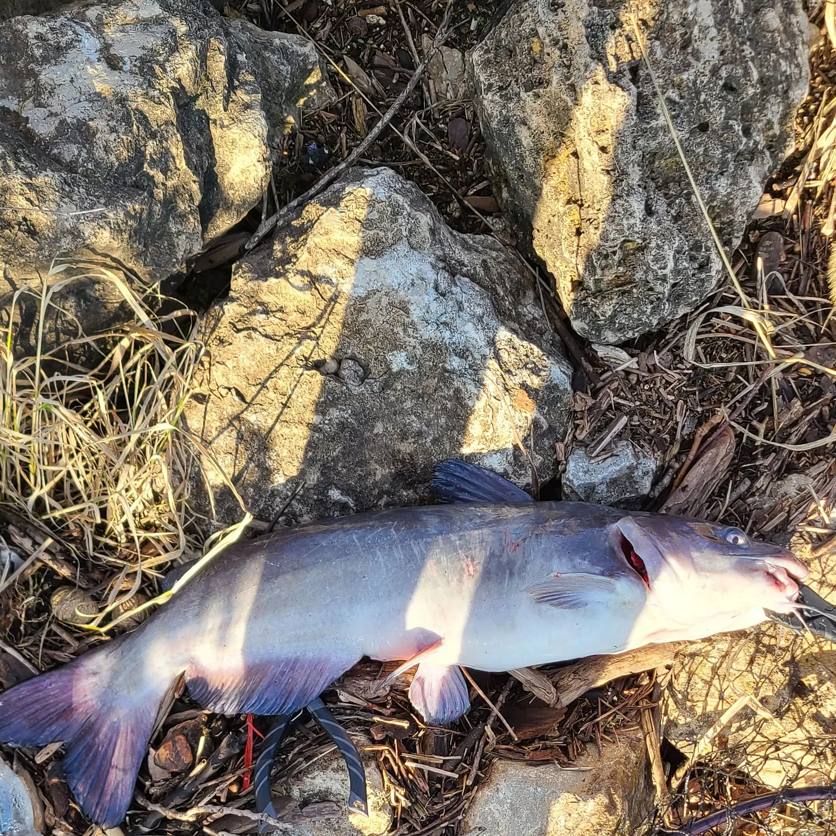 Blue catfish caught on Fishbrain