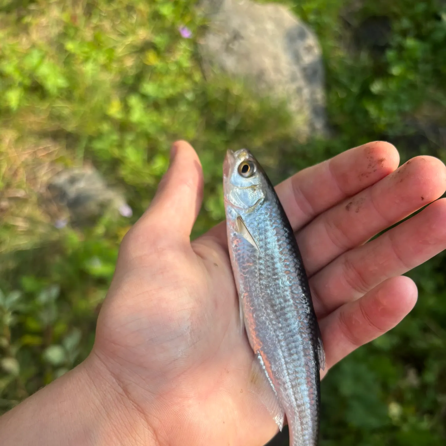 The most recent Common bleak catches on Fishbrain