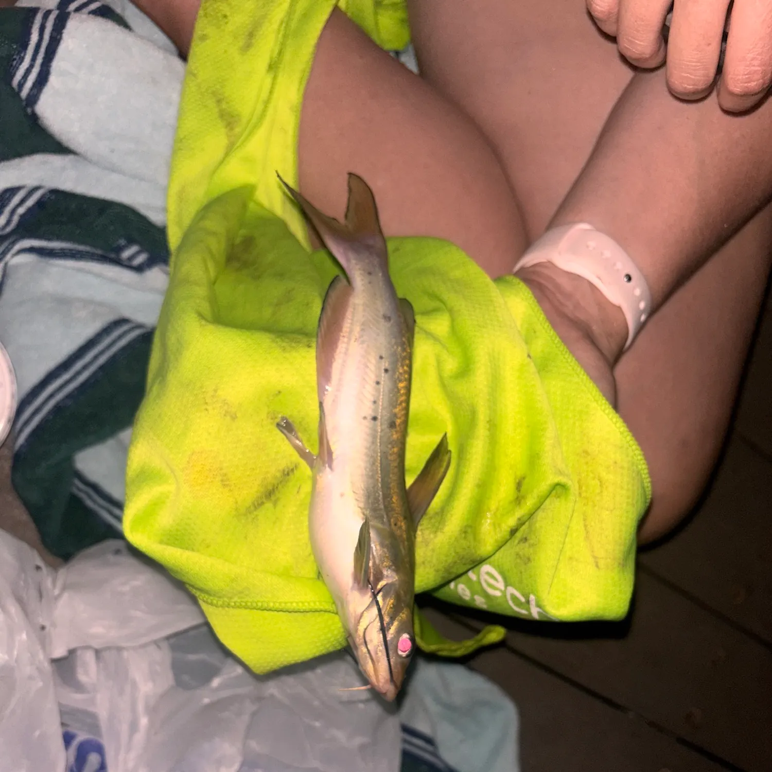 Channel catfish caught on Fishbrain