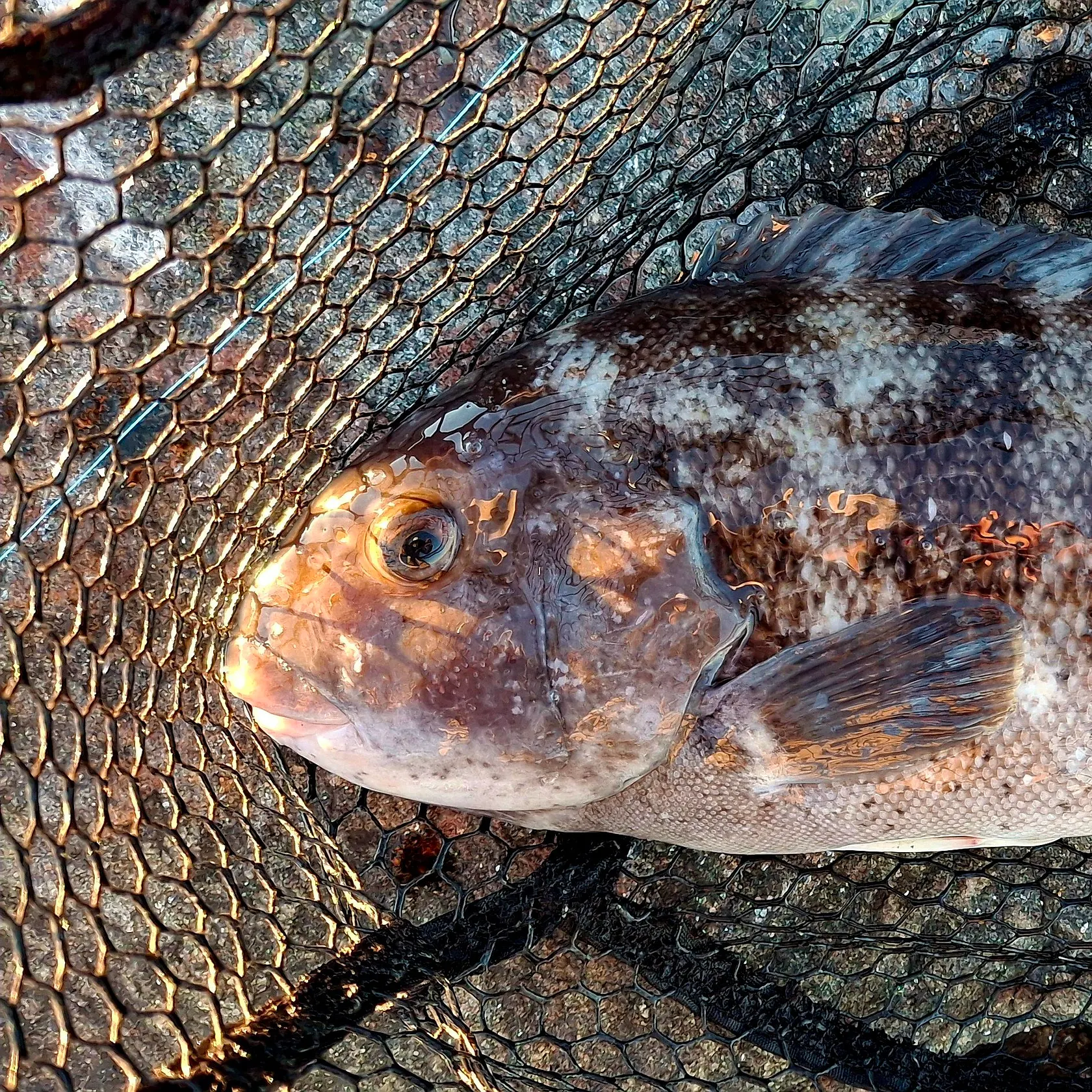 Tautog caught on Fishbrain