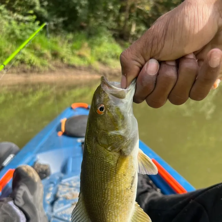 Smallmouth bass caught on Fishbrain