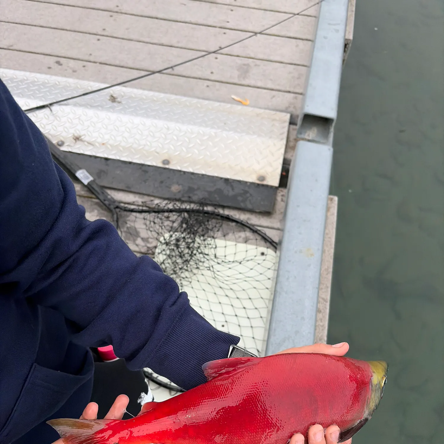 The most recent Kokanee salmon catches on Fishbrain
