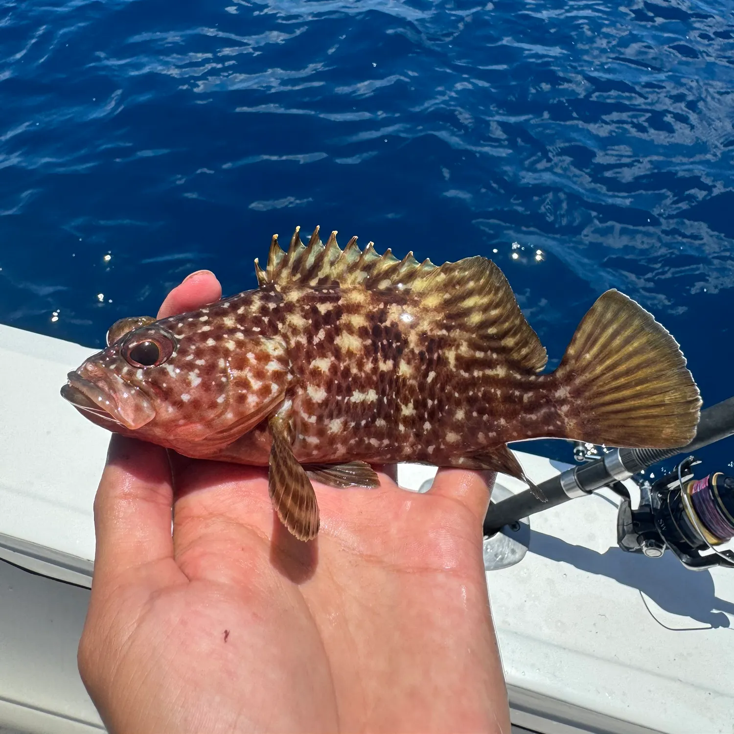 Fish caught on Fishbrain
