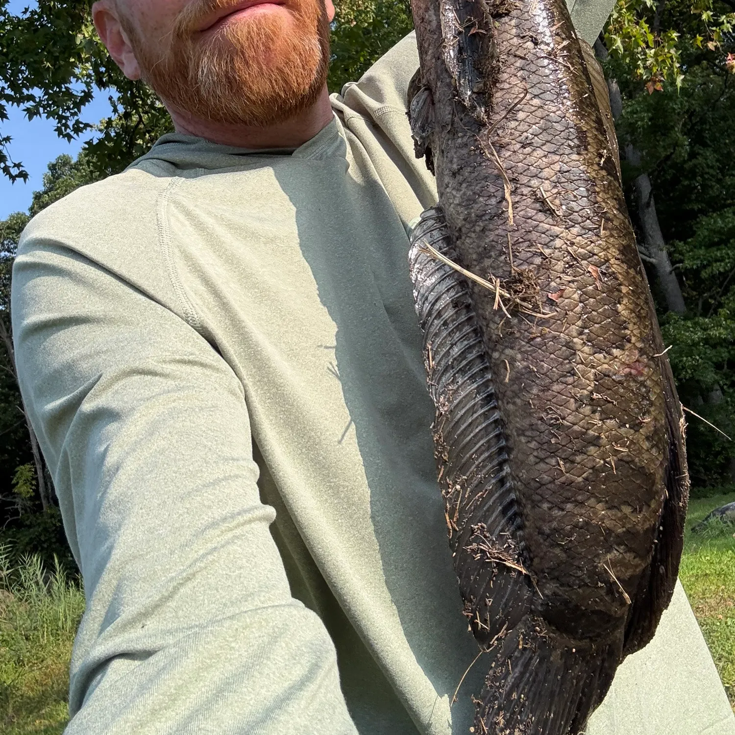 Northern snakehead caught on Fishbrain