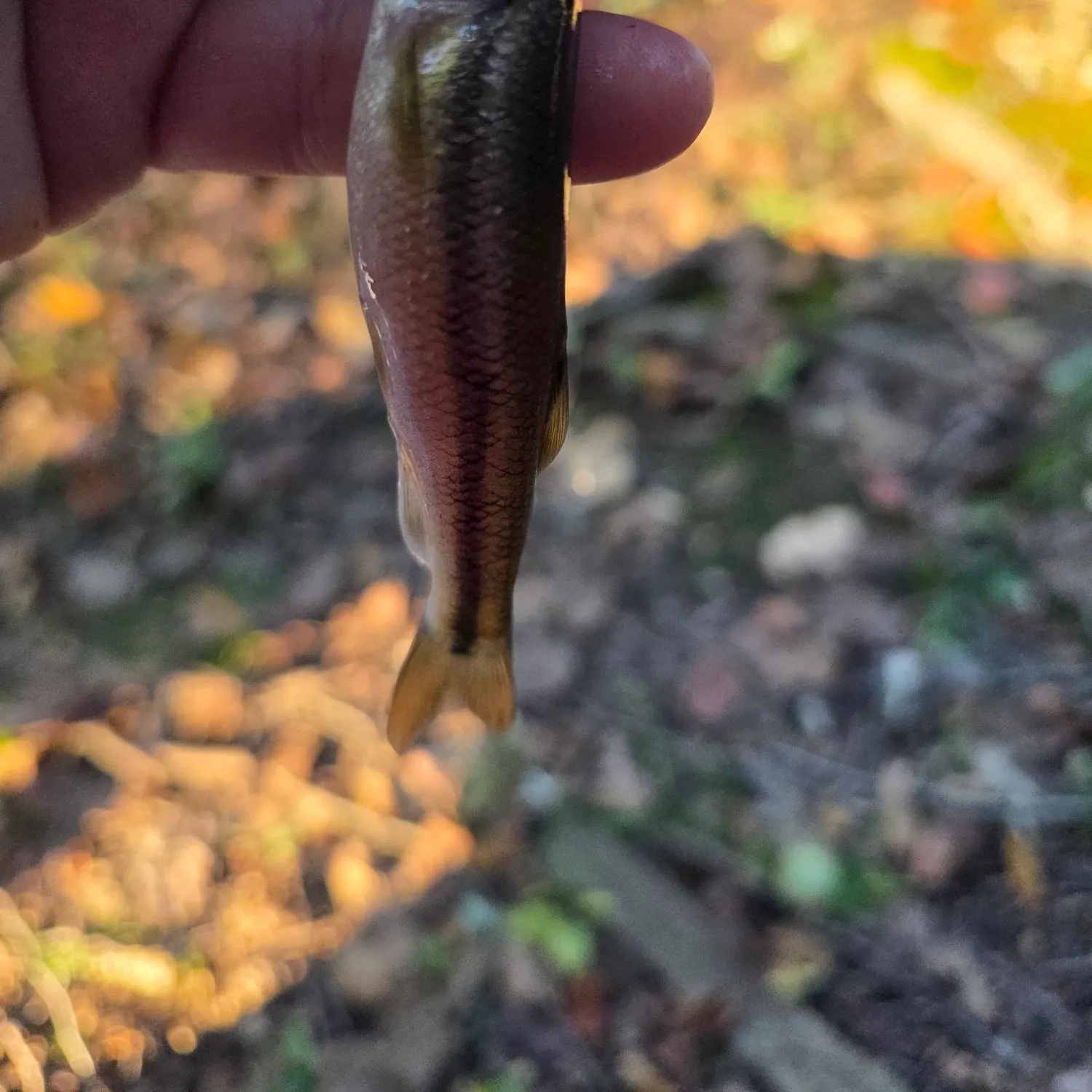 Creek chub caught on Fishbrain