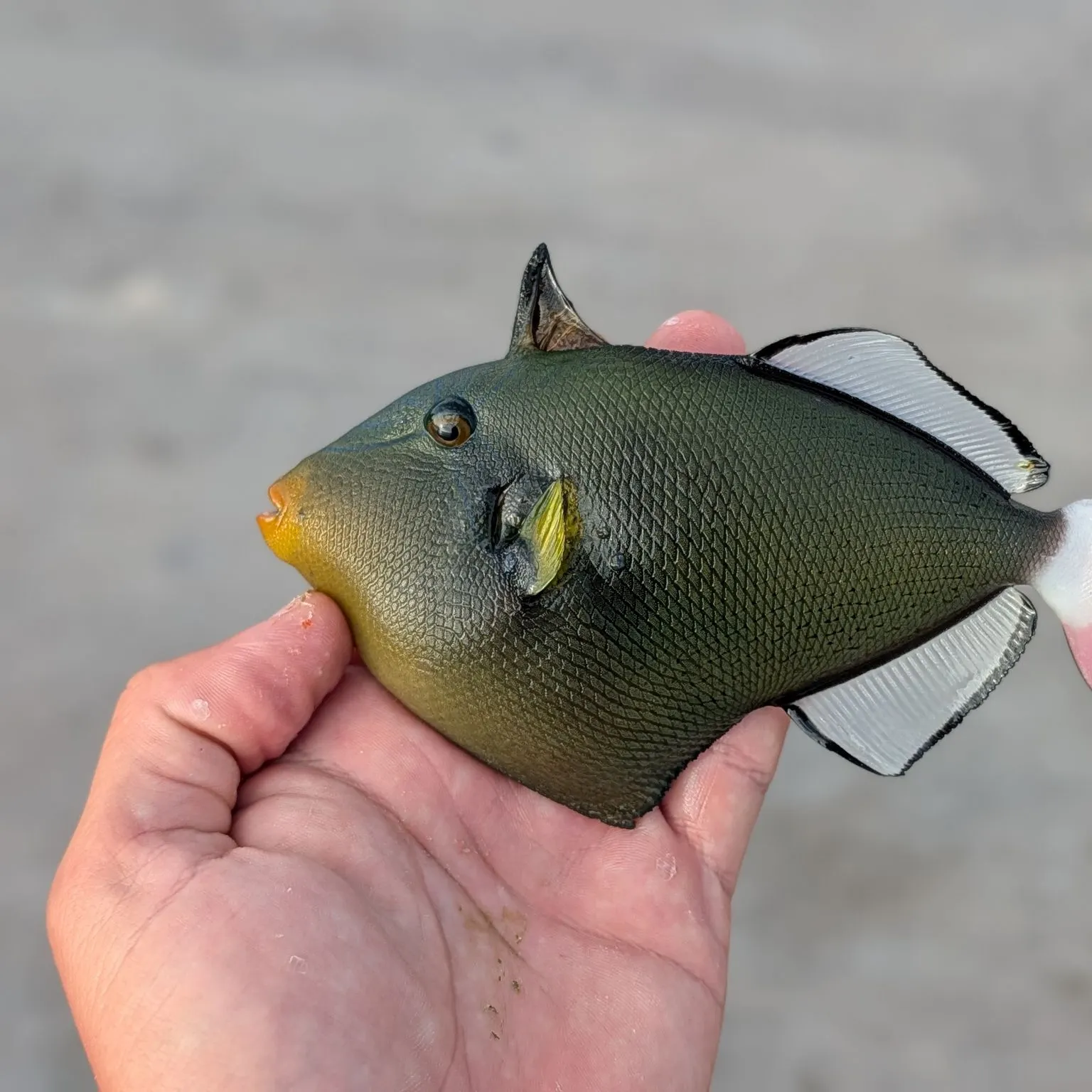 The most recent Pinktail triggerfish catches on Fishbrain