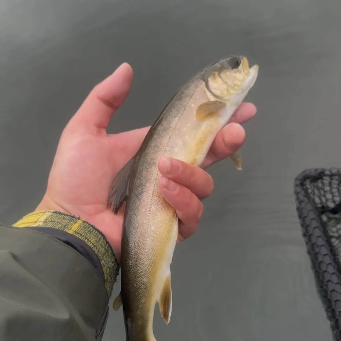 Arctic char caught on Fishbrain