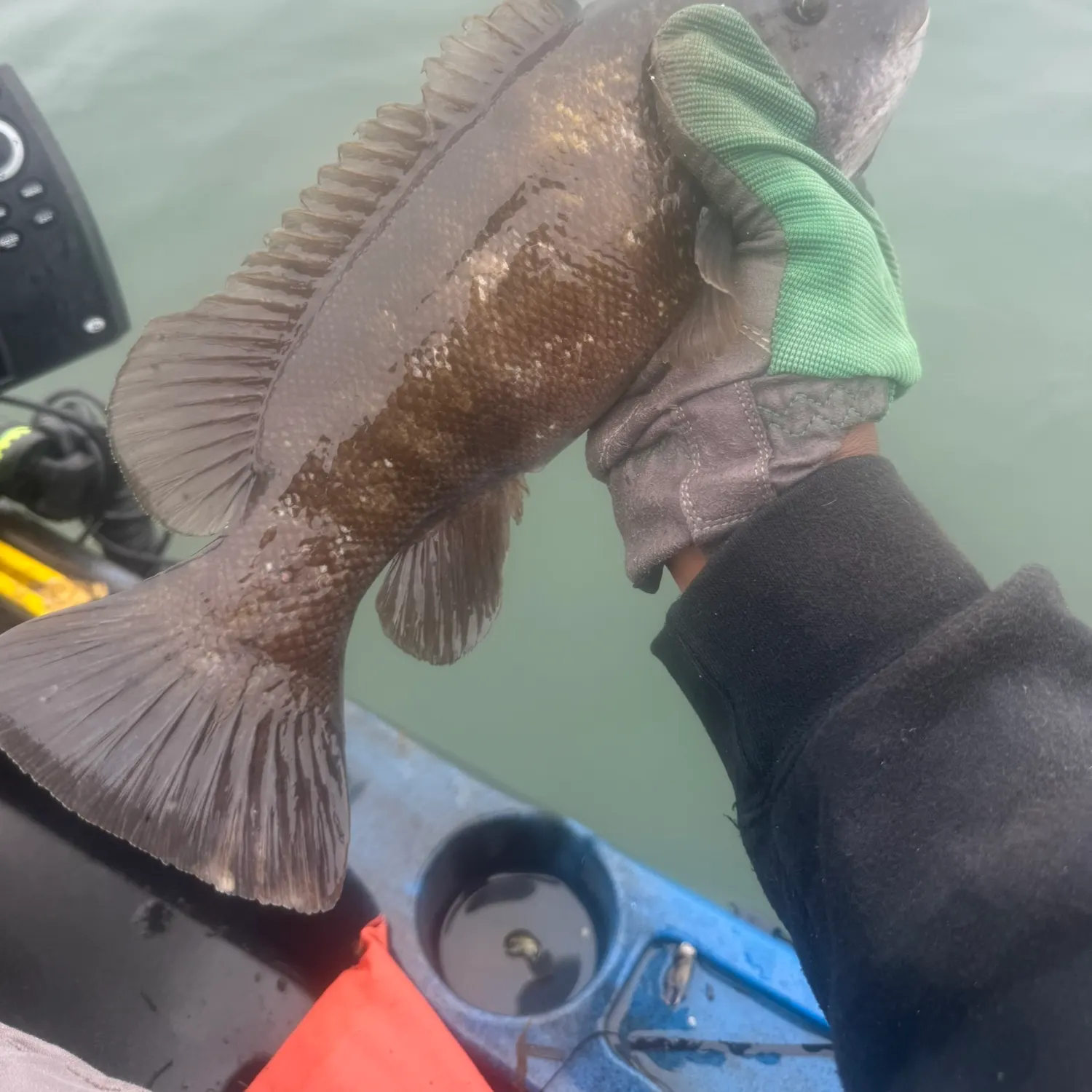 The most recent Tautog catches on Fishbrain