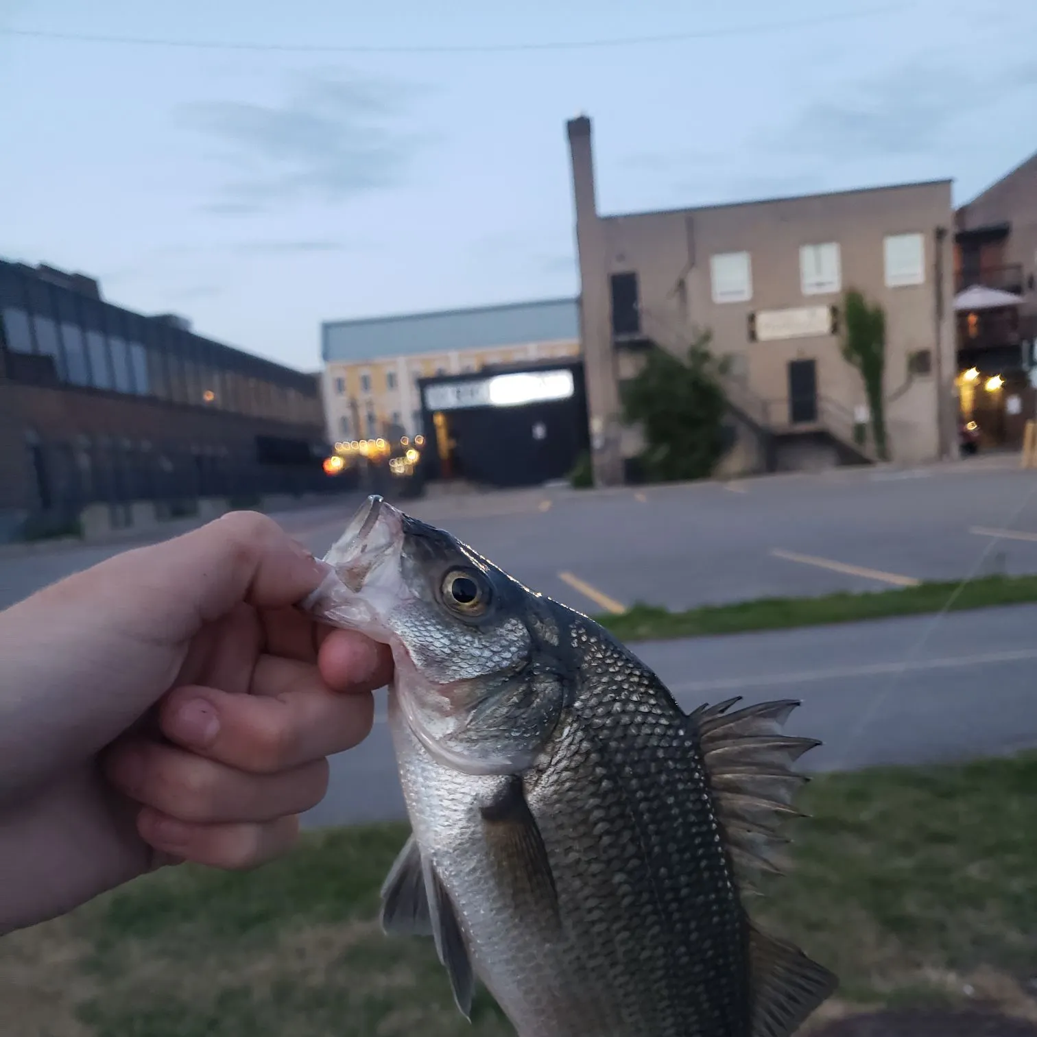 catch