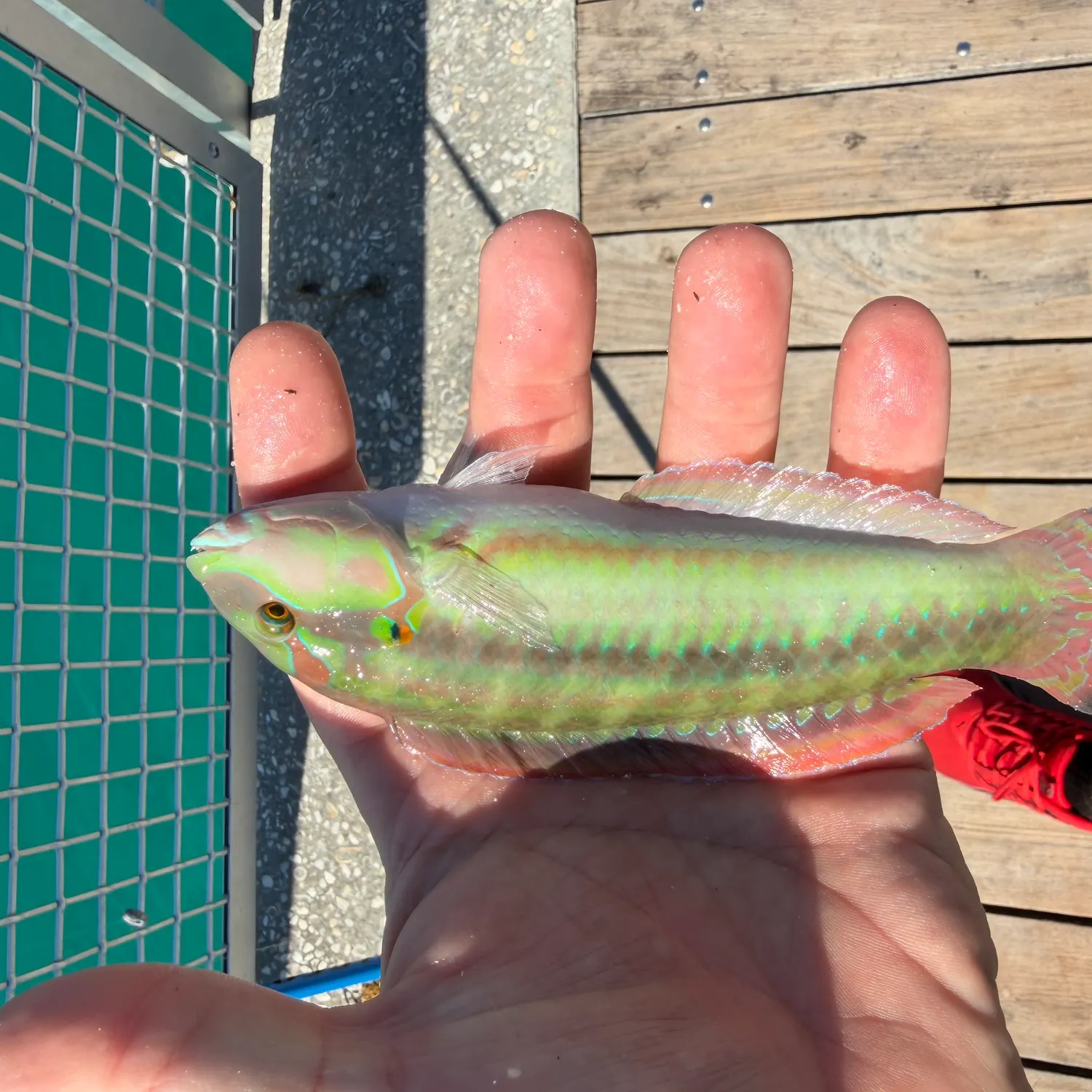 The most recent Clown wrasse catches on Fishbrain