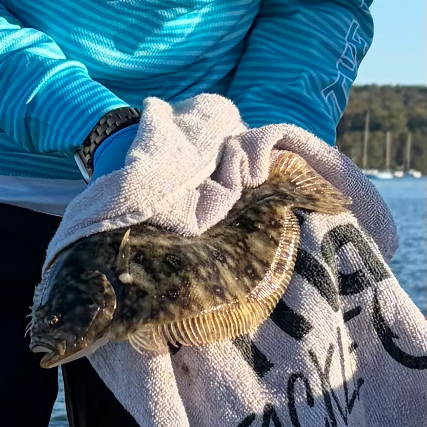 The most recent Black flounder catches on Fishbrain