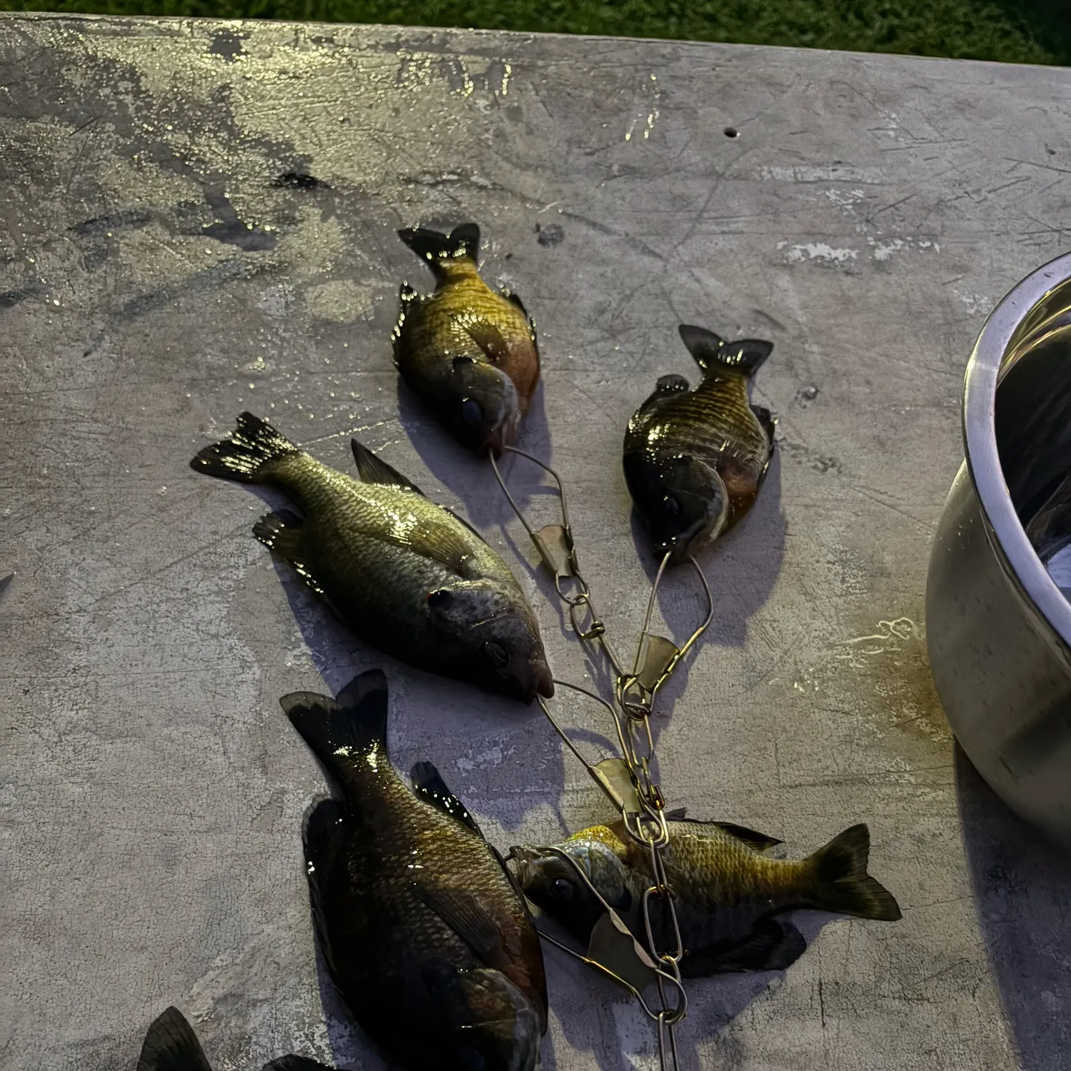 recently logged catches