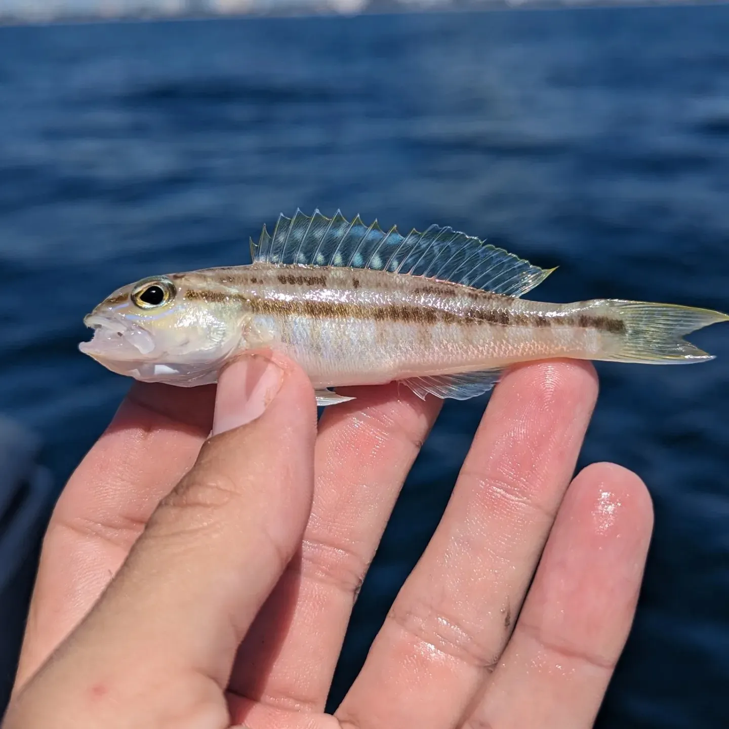 The most recent Dwarf sand perch catches on Fishbrain