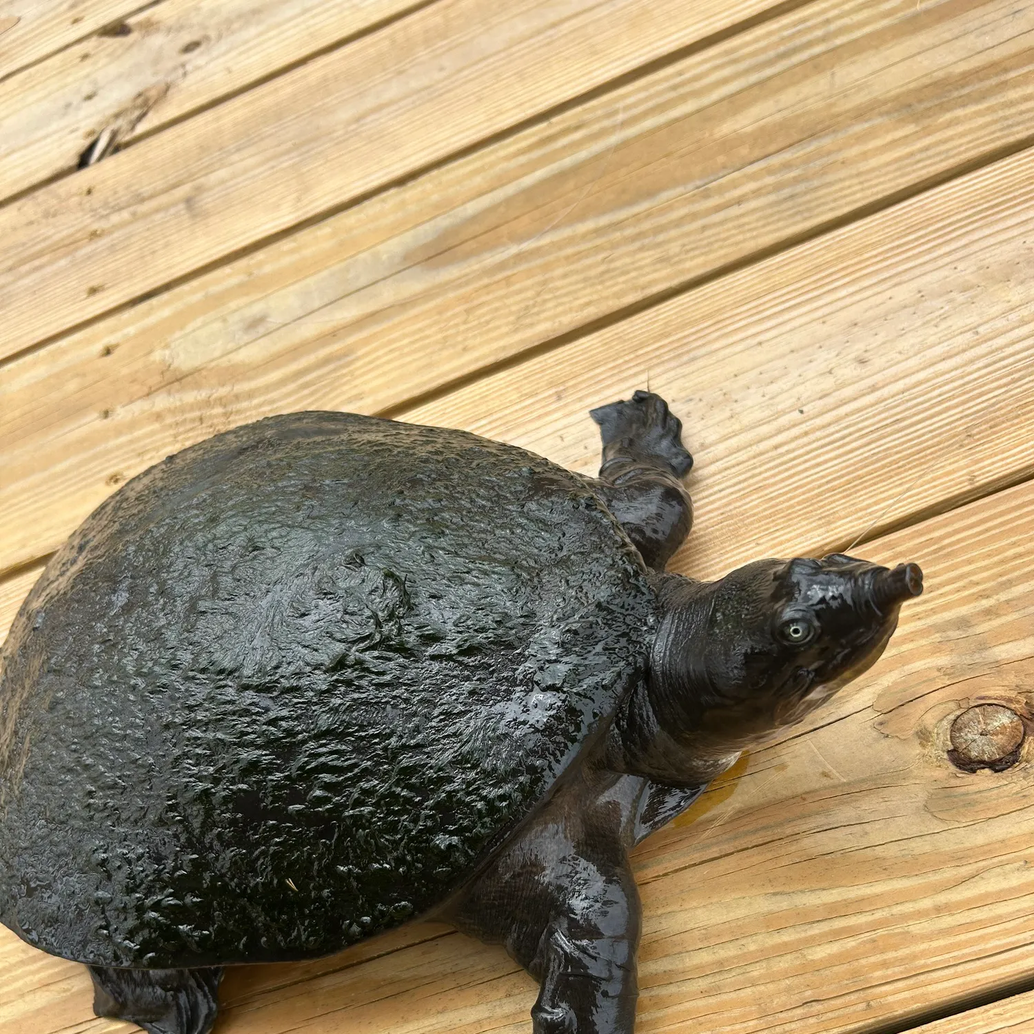 Florida softshell turtle caught on Fishbrain
