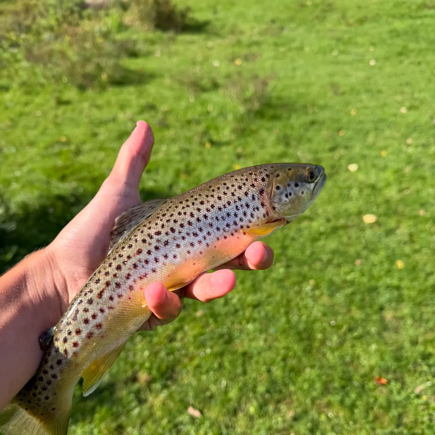 Brown trout caught on Fishbrain