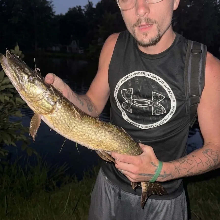 Northern pike caught on Fishbrain