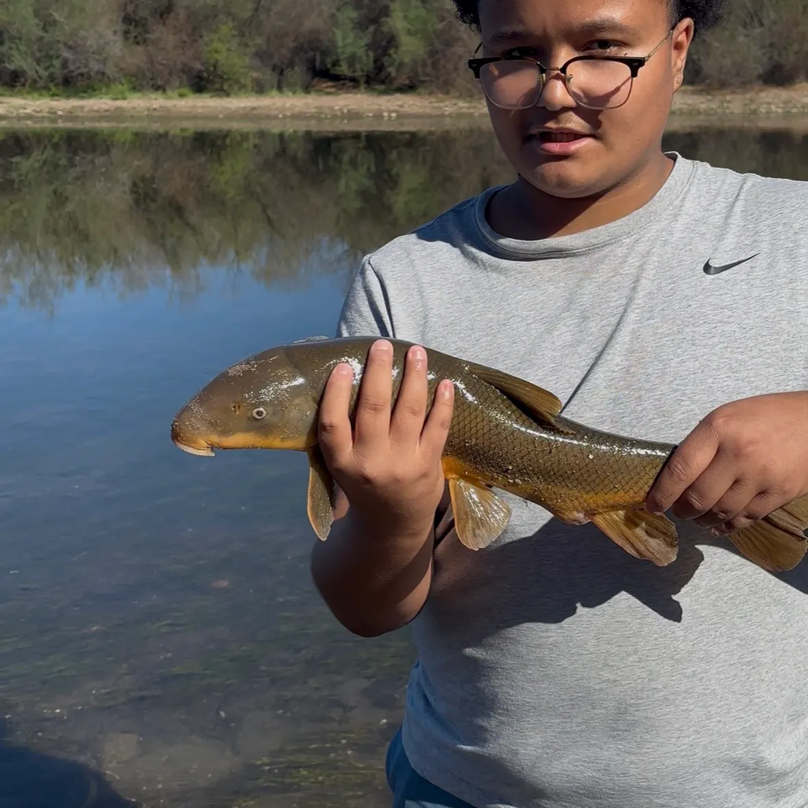 The most recent Sonora sucker catches on Fishbrain