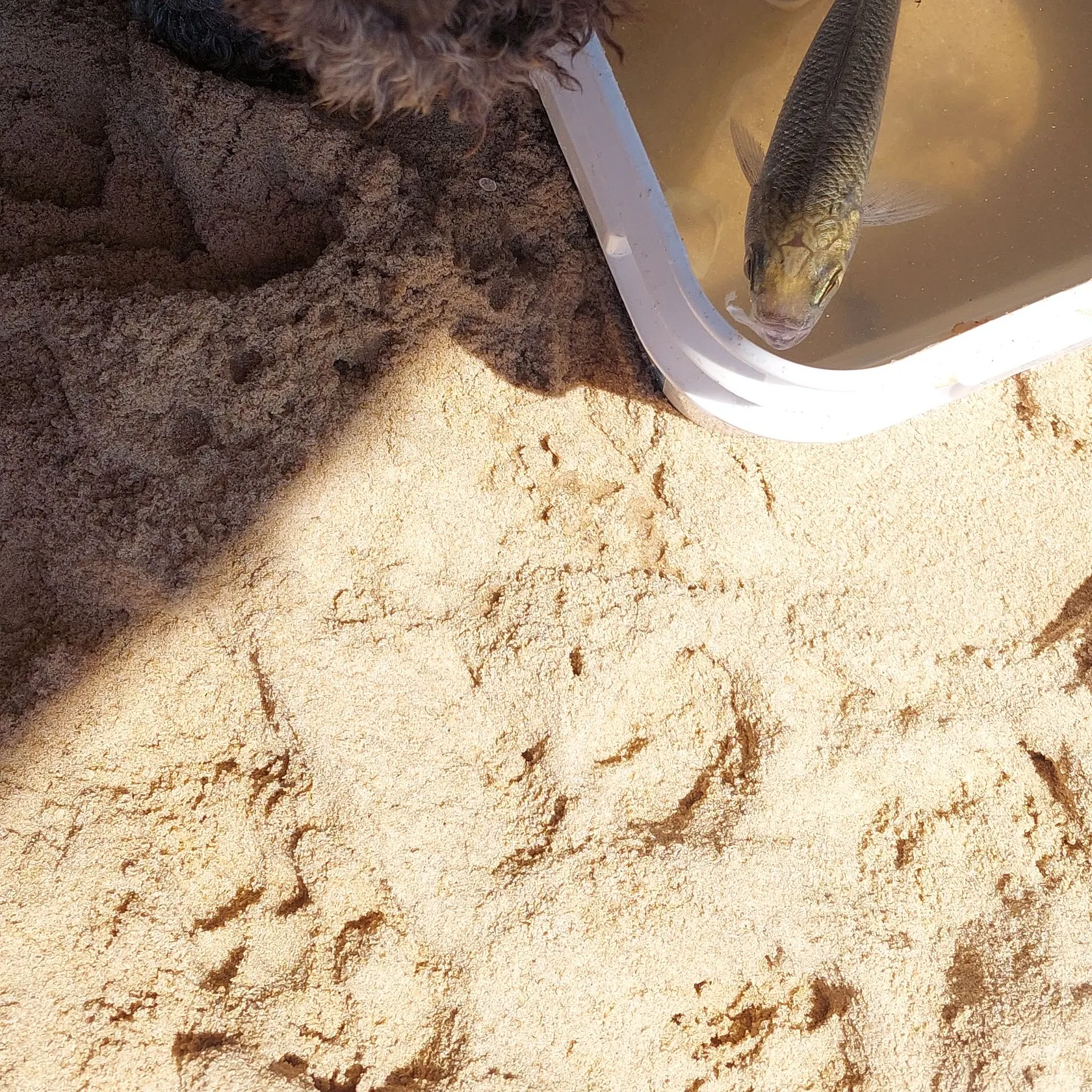 The most recent Atlantic herring catches on Fishbrain