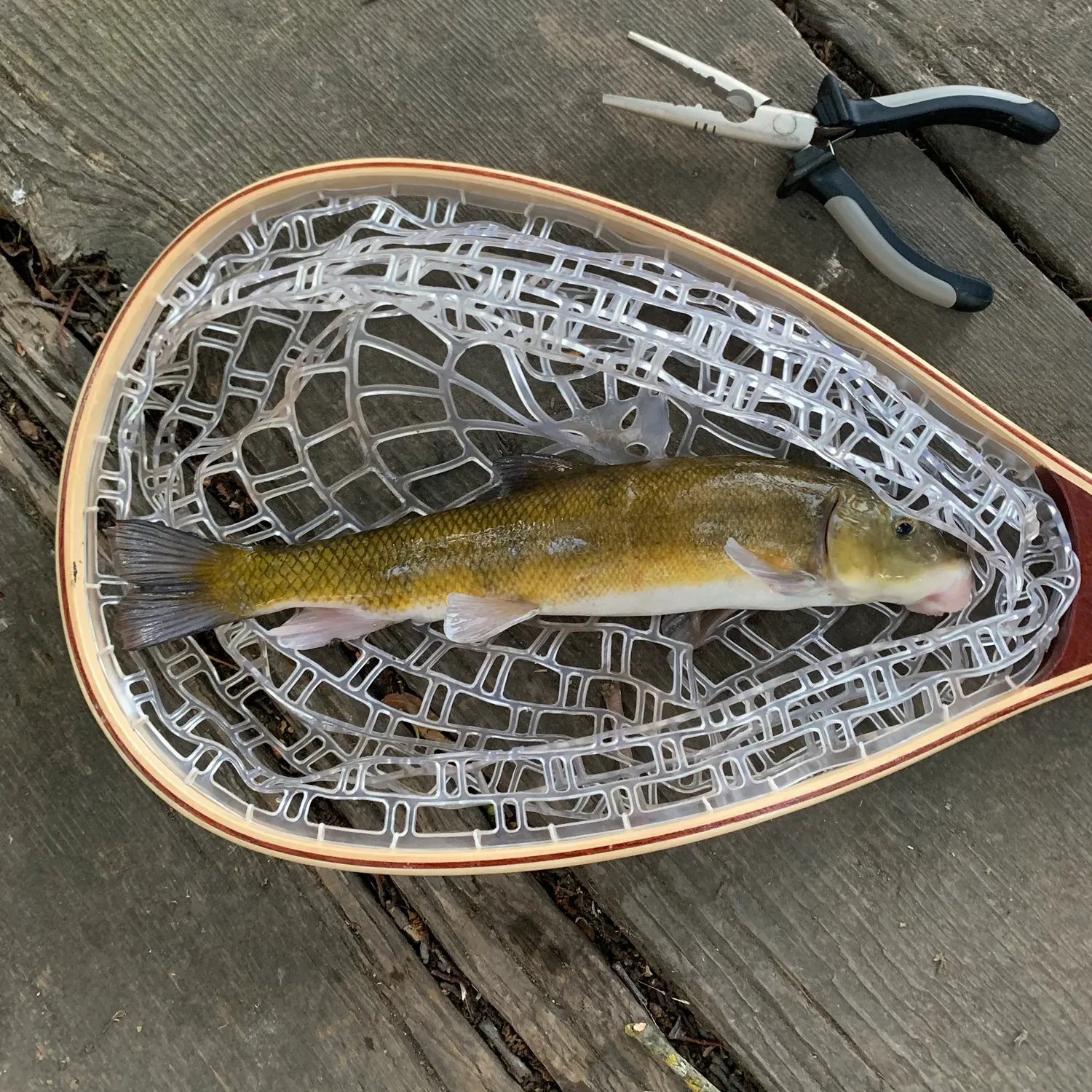 The most recent Sacramento sucker catches on Fishbrain