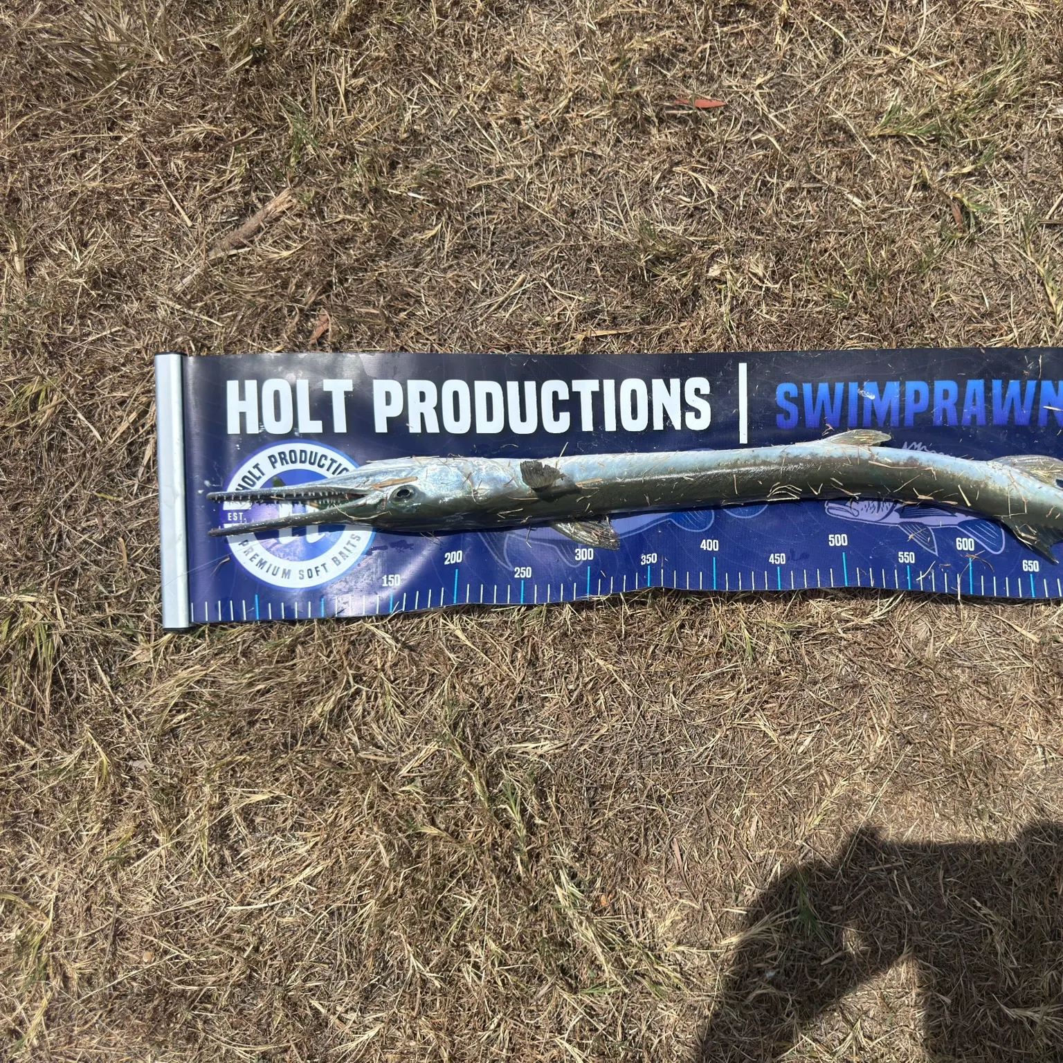 The most recent Hound needlefish catches on Fishbrain