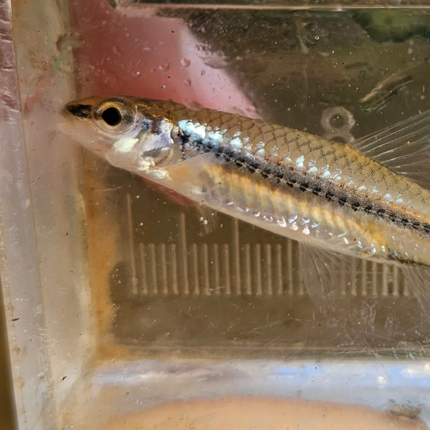 The most recent Swallowtail shiner catches on Fishbrain