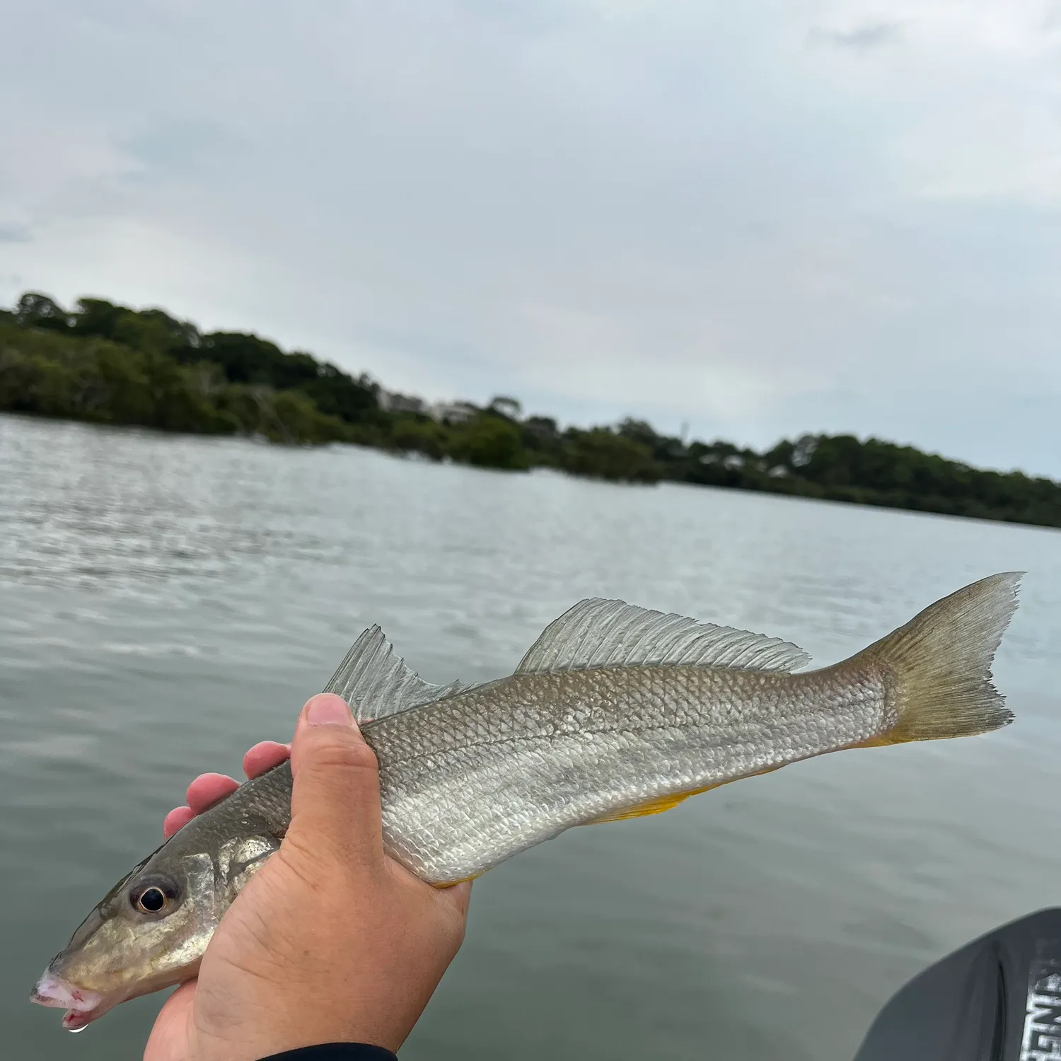 The most recent Sand sillago catches on Fishbrain