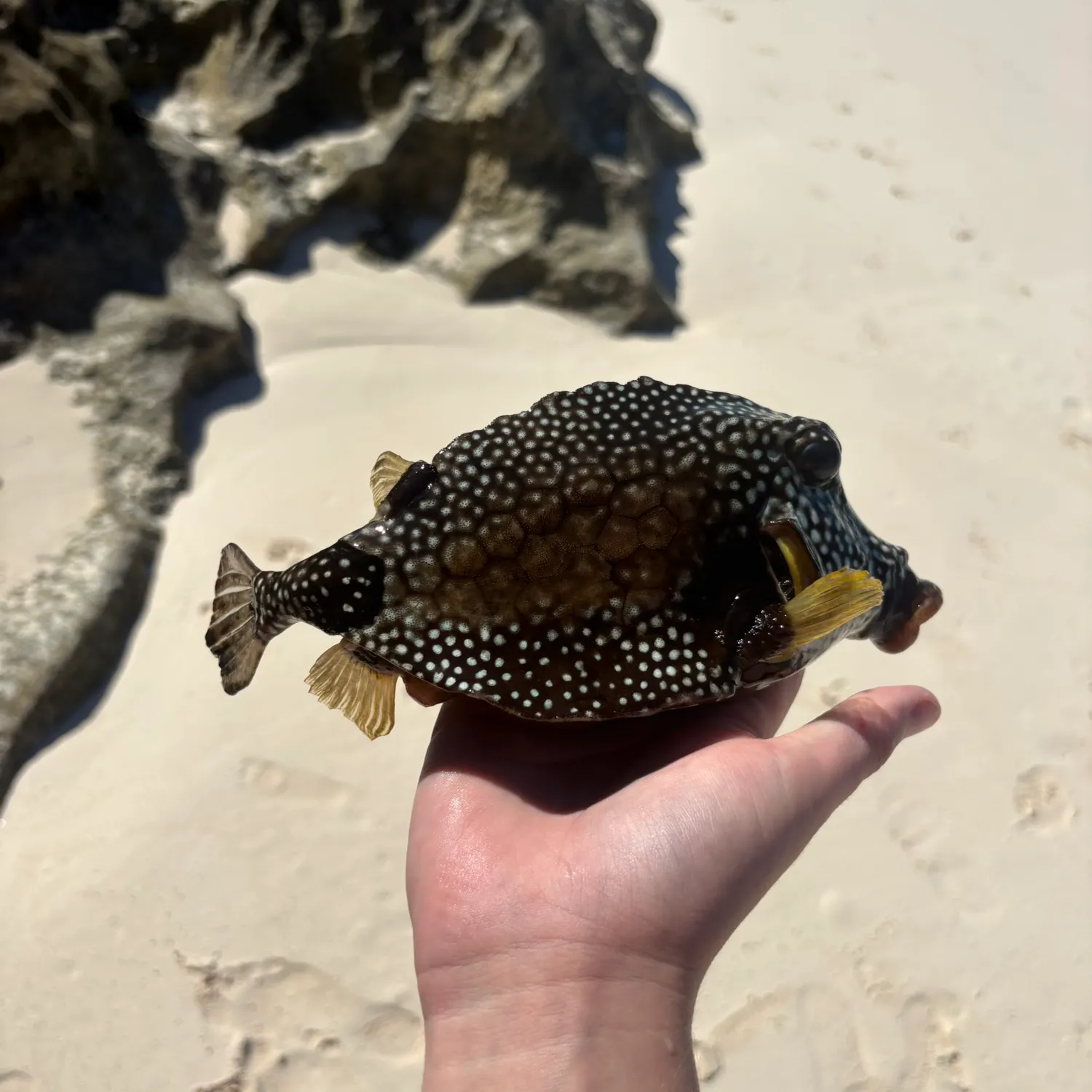 The most recent Honeycomb cowfish catches on Fishbrain