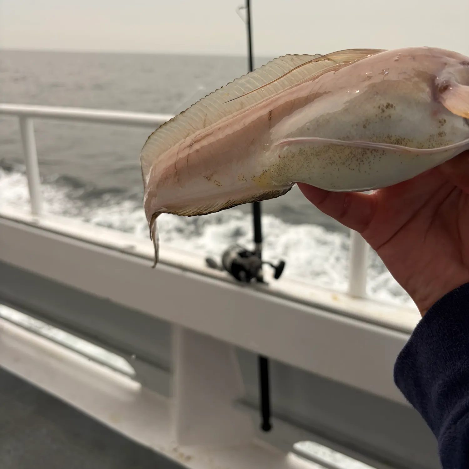 The most recent Red hake catches on Fishbrain