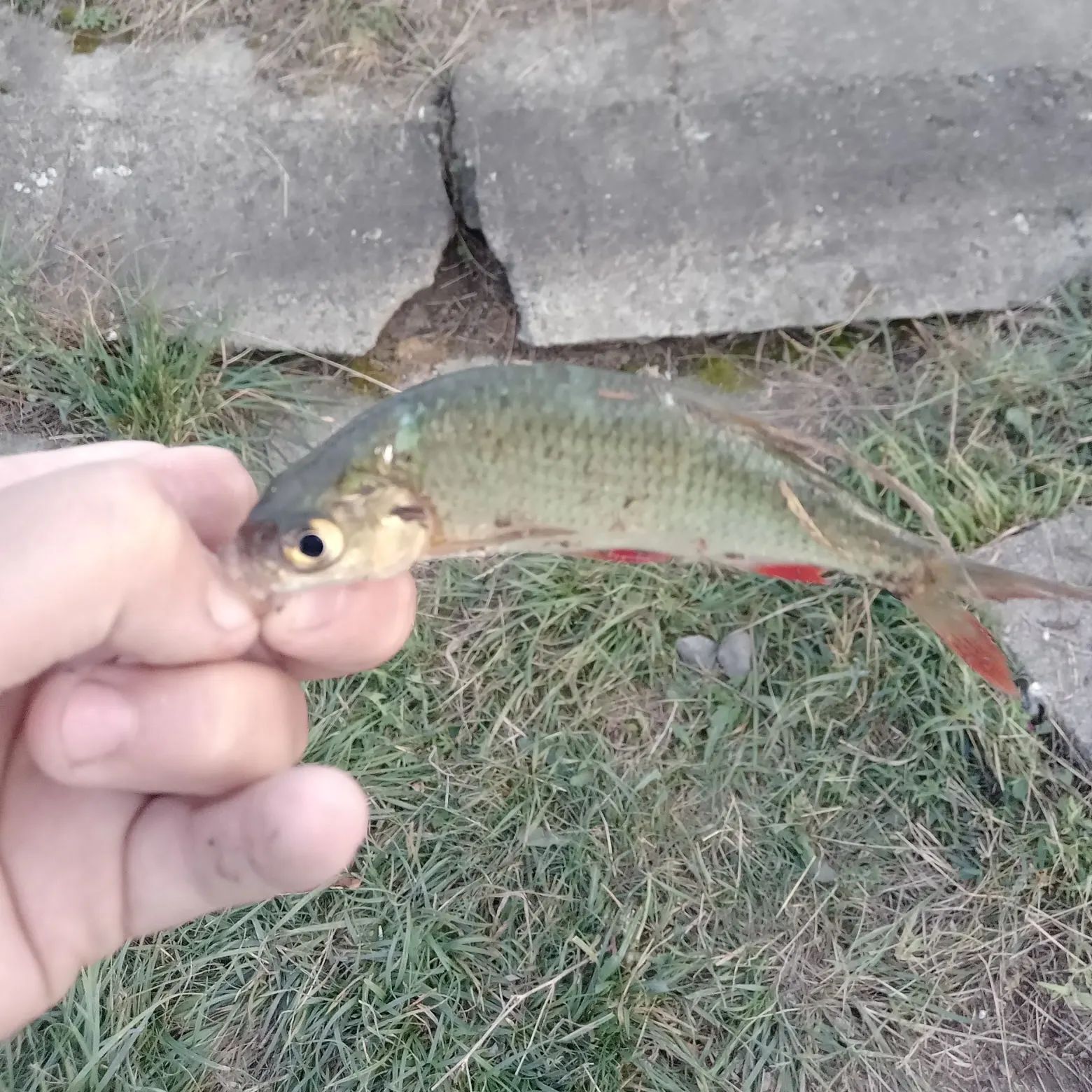Fish caught on Fishbrain