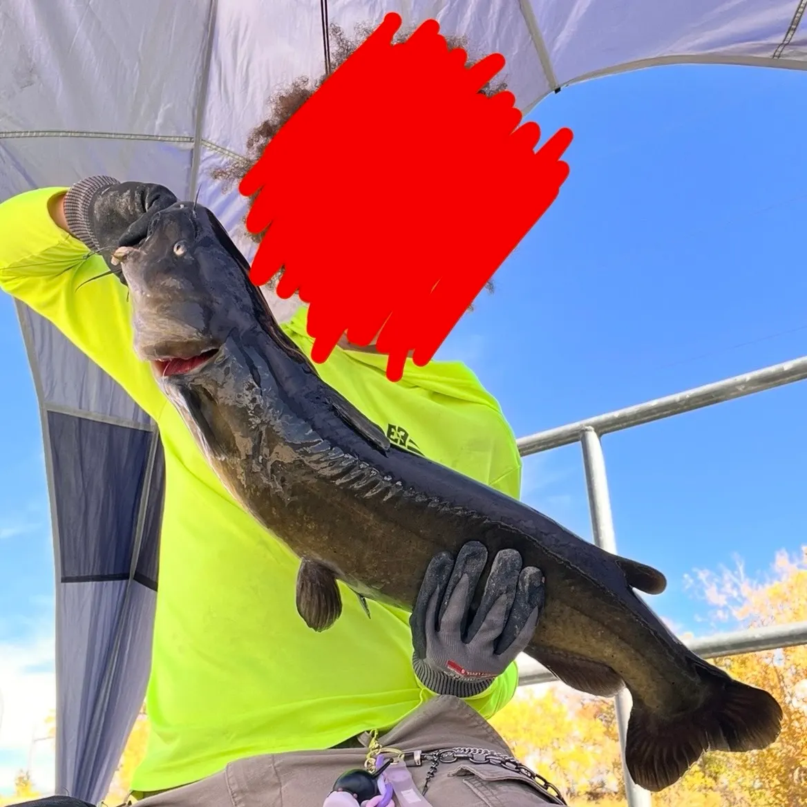 Channel catfish caught on Fishbrain