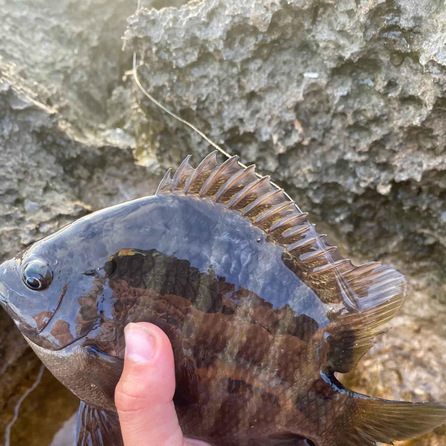The most recent Convict surgeonfish catches on Fishbrain
