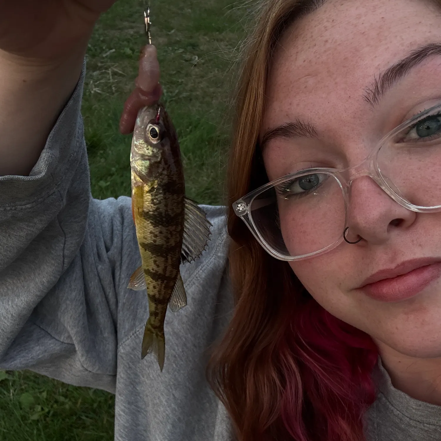 Yellow perch caught on Fishbrain