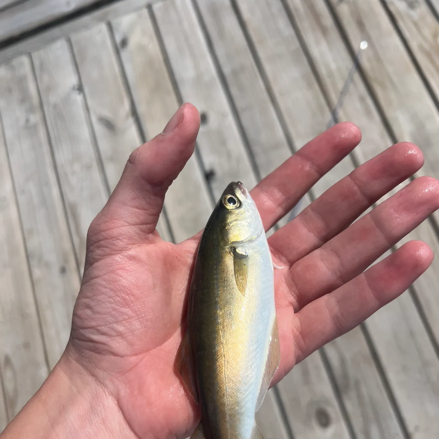 Atlantic pollock caught on Fishbrain